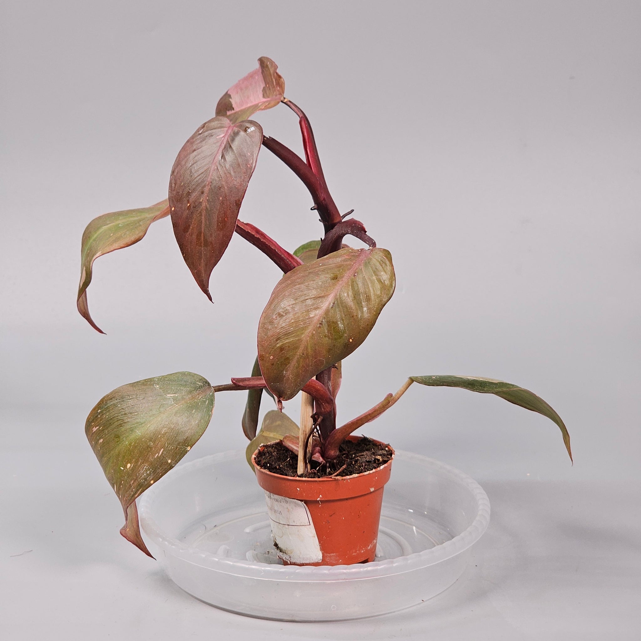 Philodendron 'Pink Princess' - G