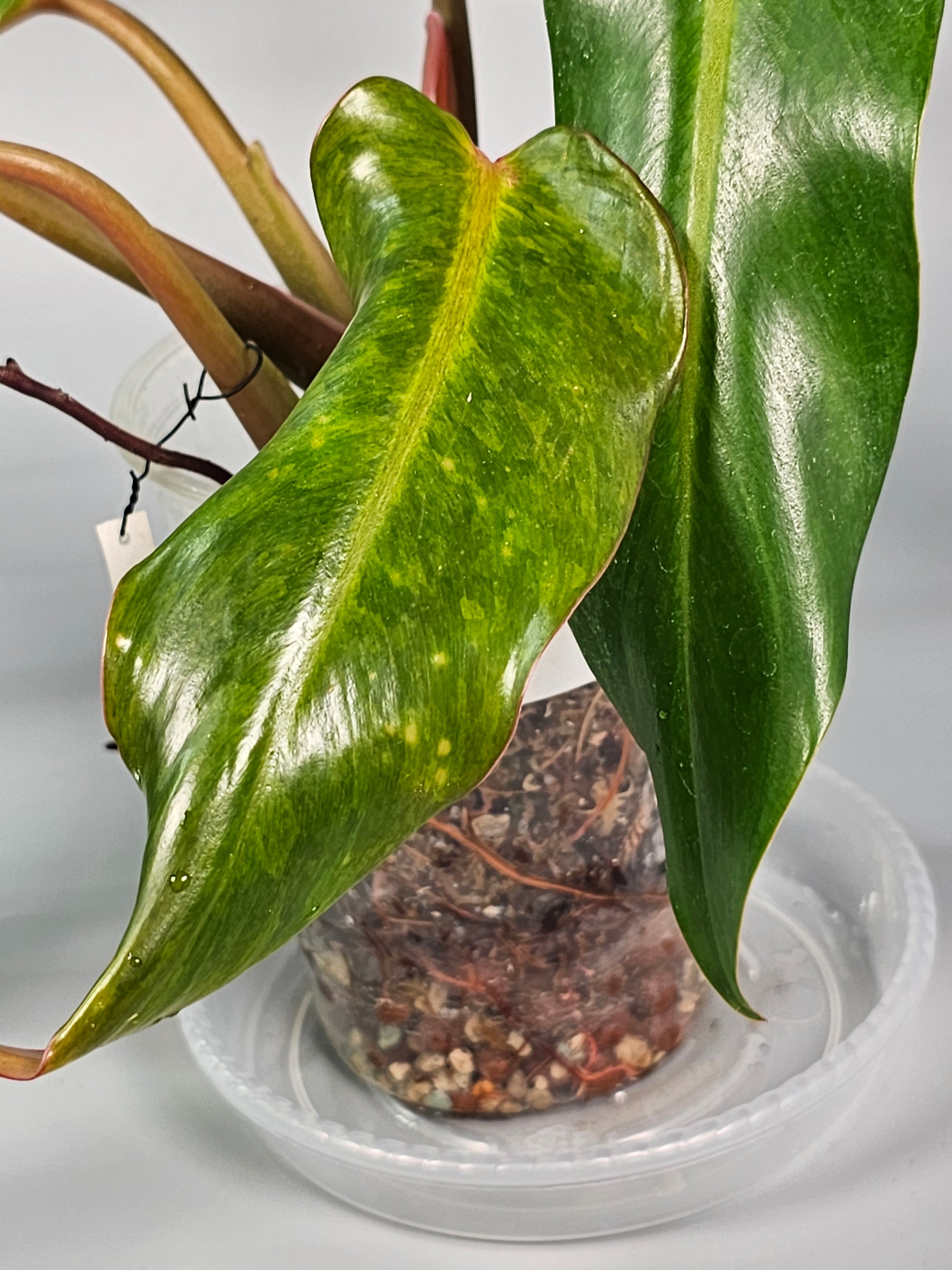 Philodendron Orange Marmalade I - B | Rare Houseplants