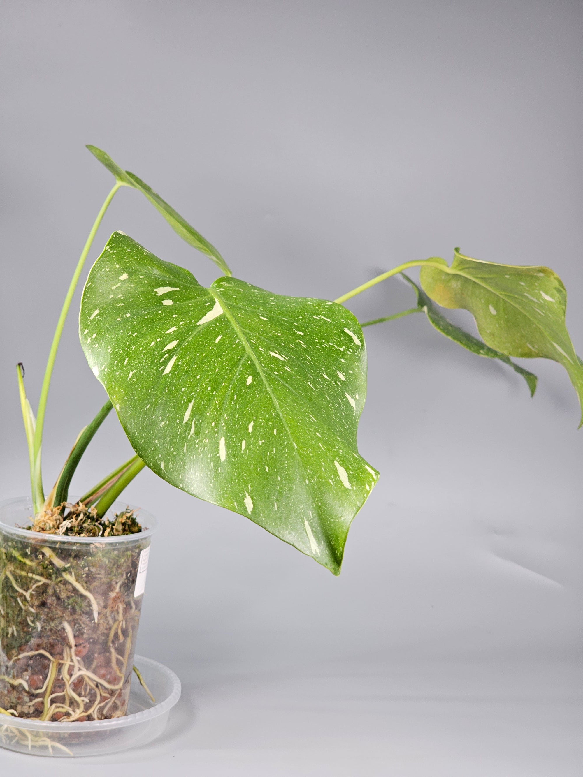 Monstera Deliciosa Var Thai Constellation - C | Rare Houseplants