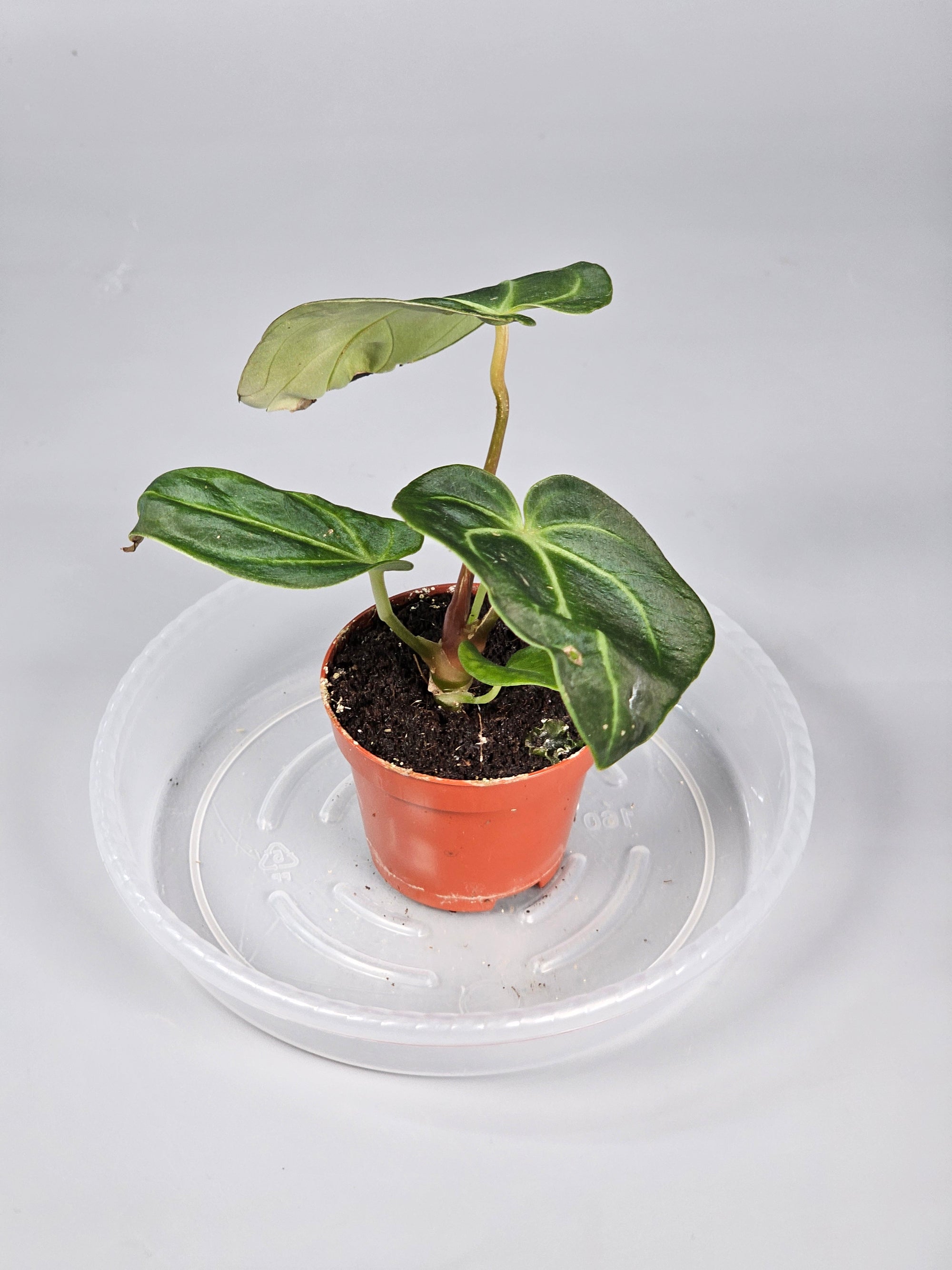 Anthurium Regale - R | Rare Houseplants