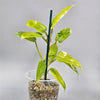 Philodendron Domesticum Variegated