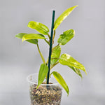 Philodendron Domesticum Variegated