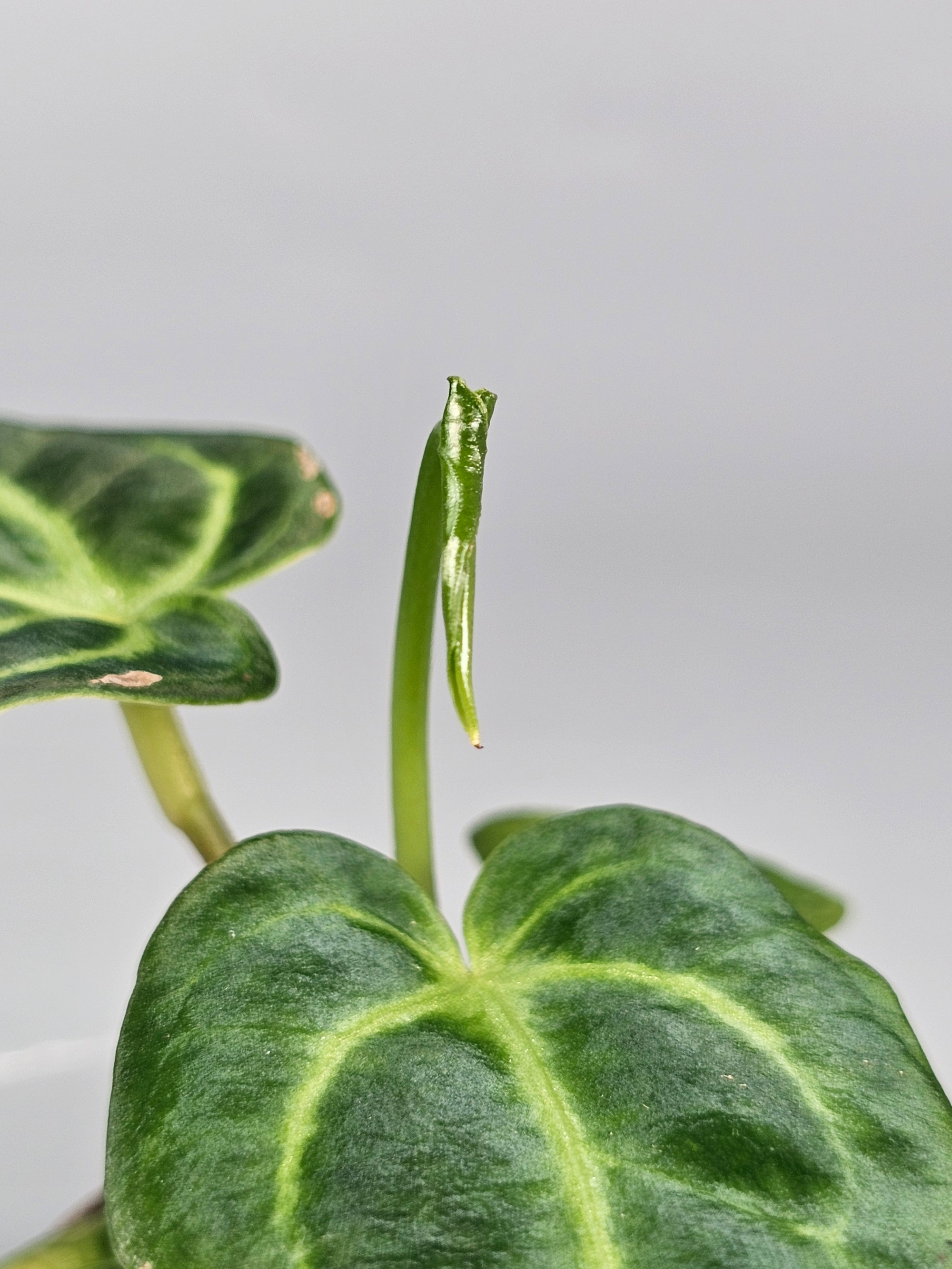 Anthurium Regale - O | Rare Houseplants