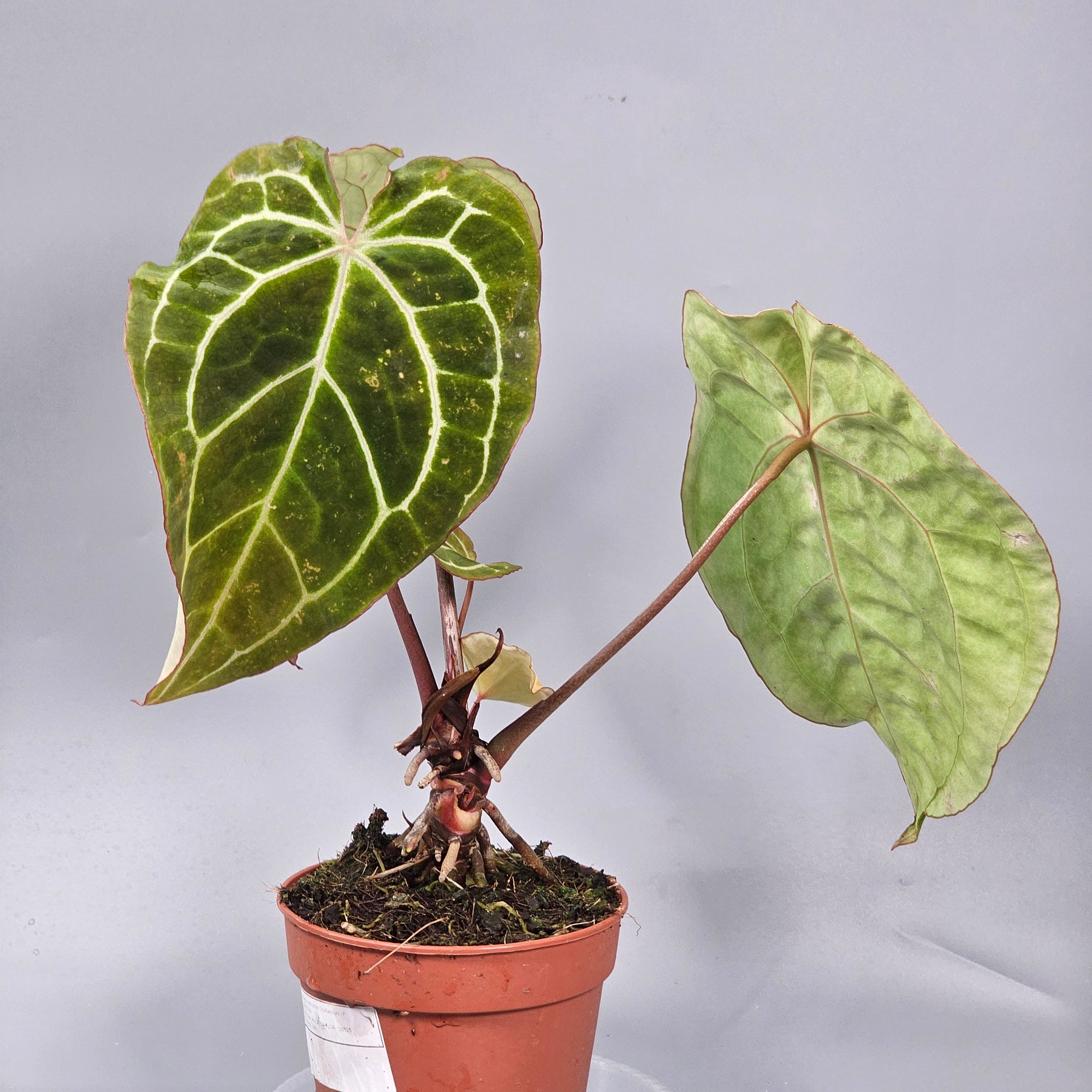 Anthurium Crystallinum - F