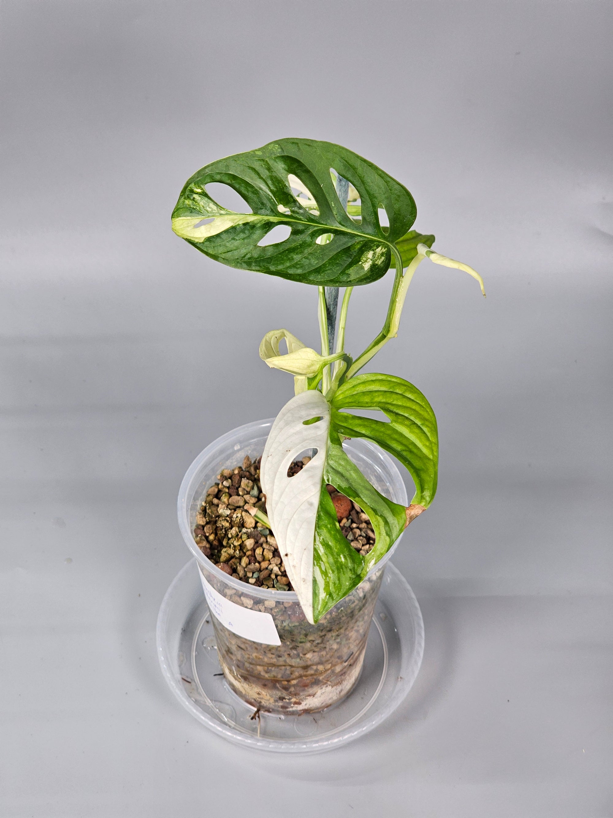 Monstera Adansonii Albo Variegated - A | Rare Houseplants