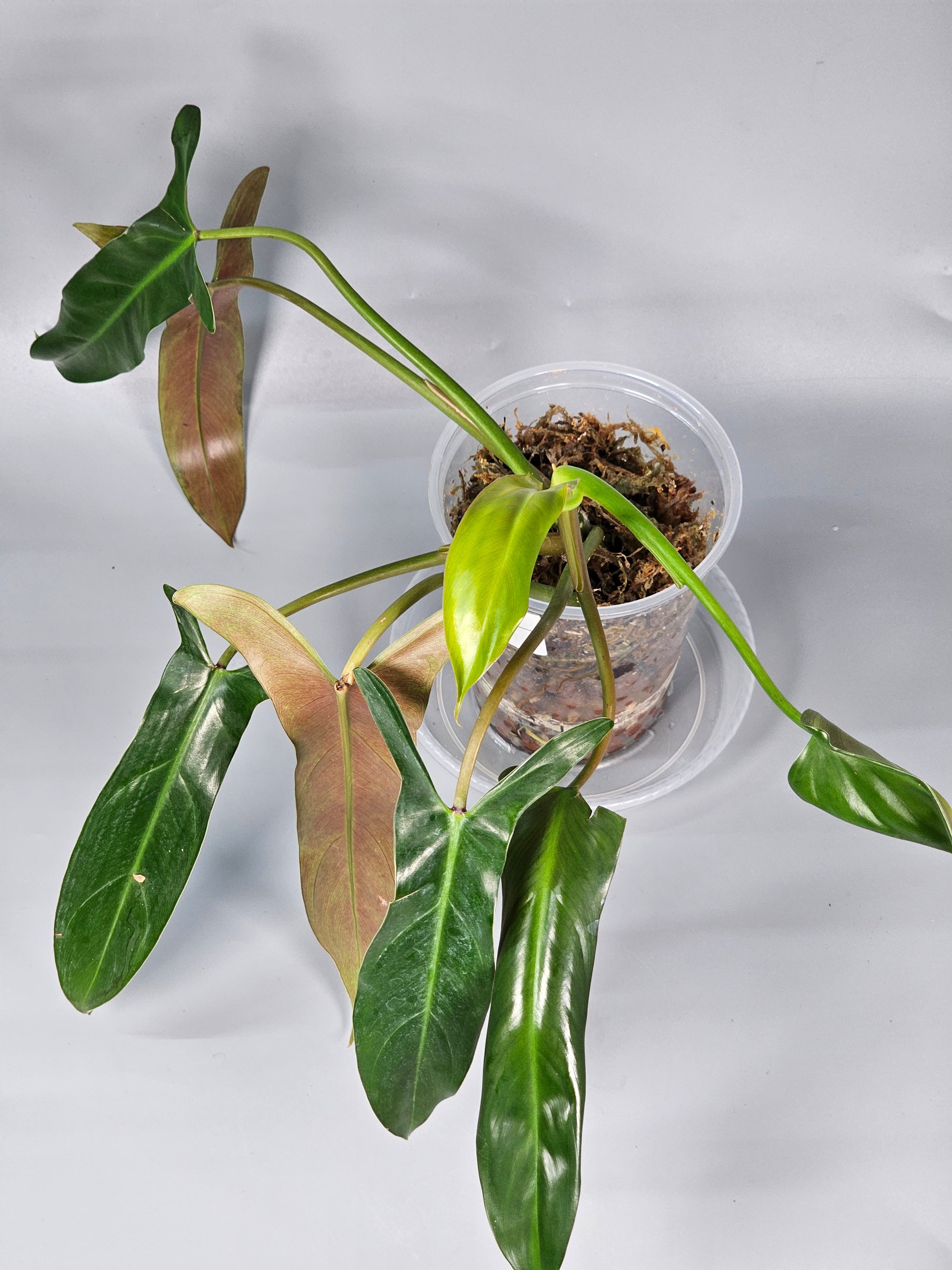 Philodendron Mexicanum - B | Rare Houseplants