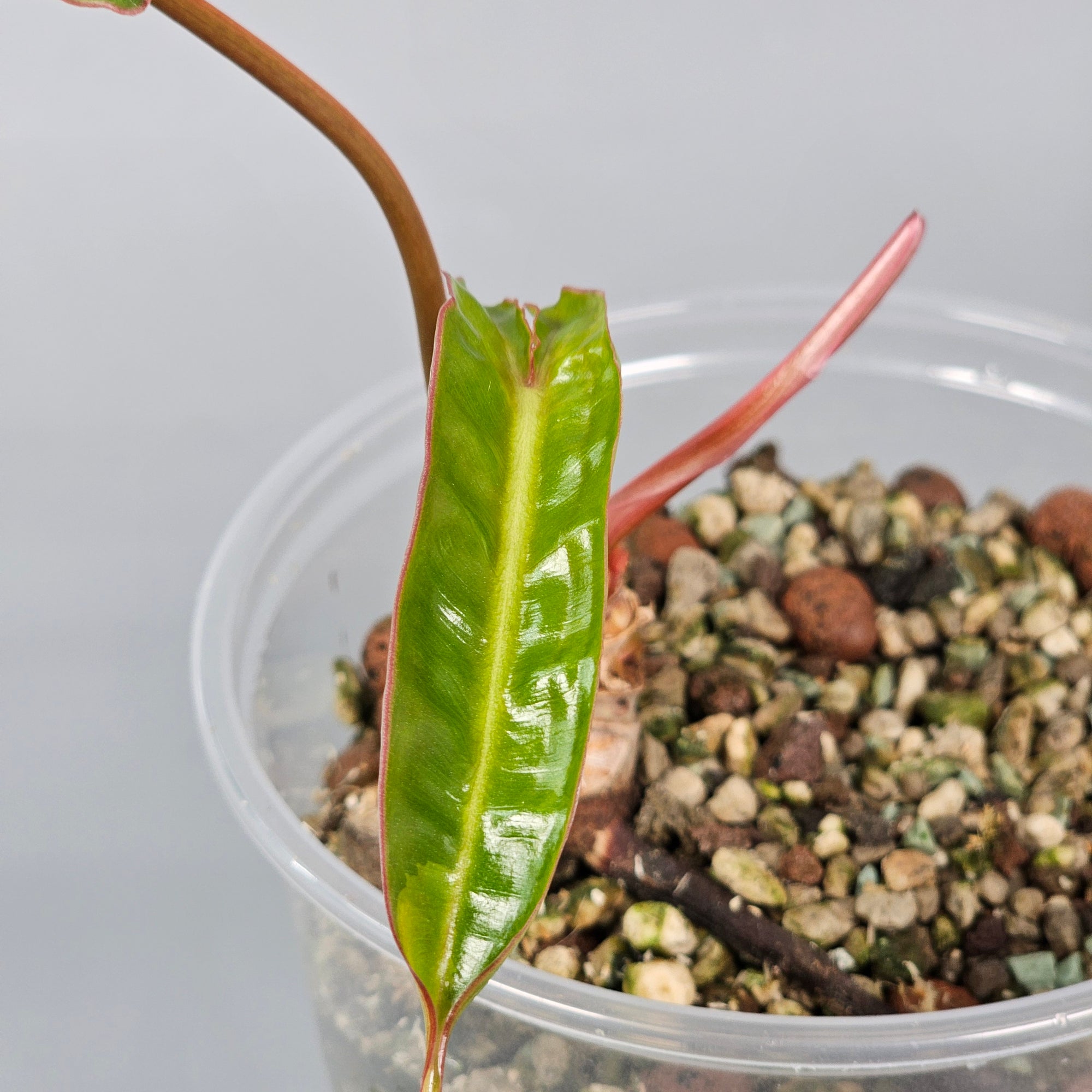 Philodendron Billietae Variegated