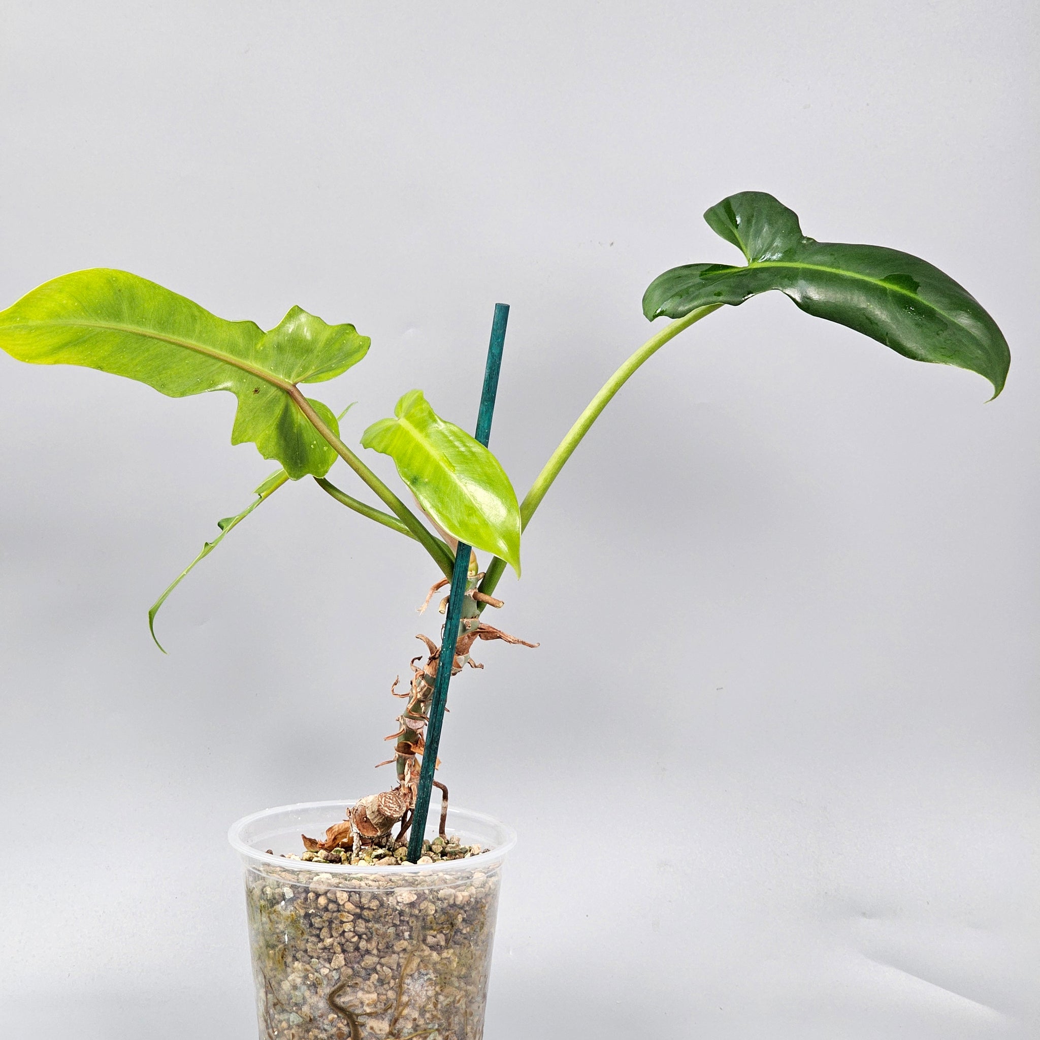 Philodendron Golden Dragon Reverted