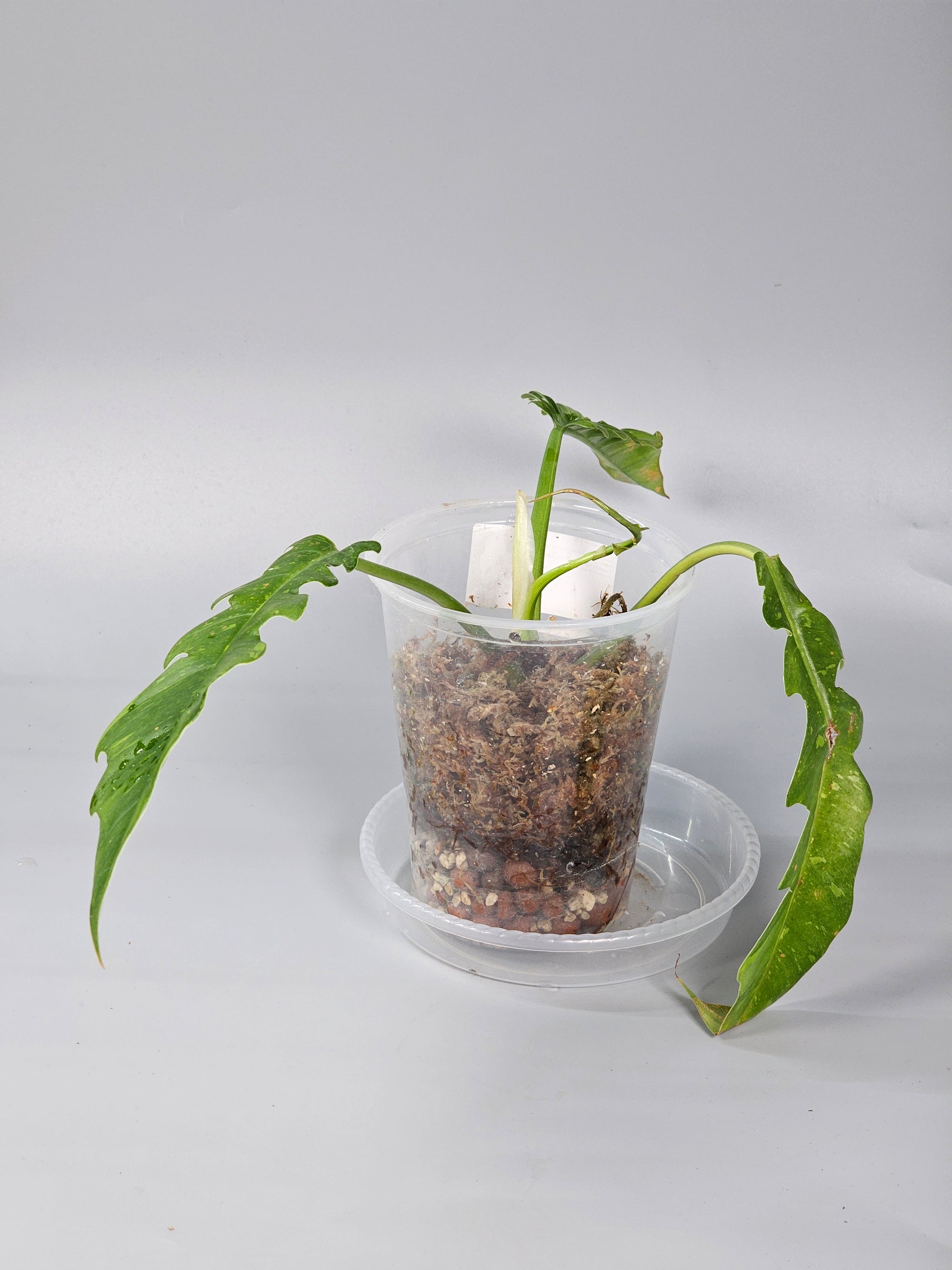 Philodendron Ring Of Fire - C | Rare Houseplants
