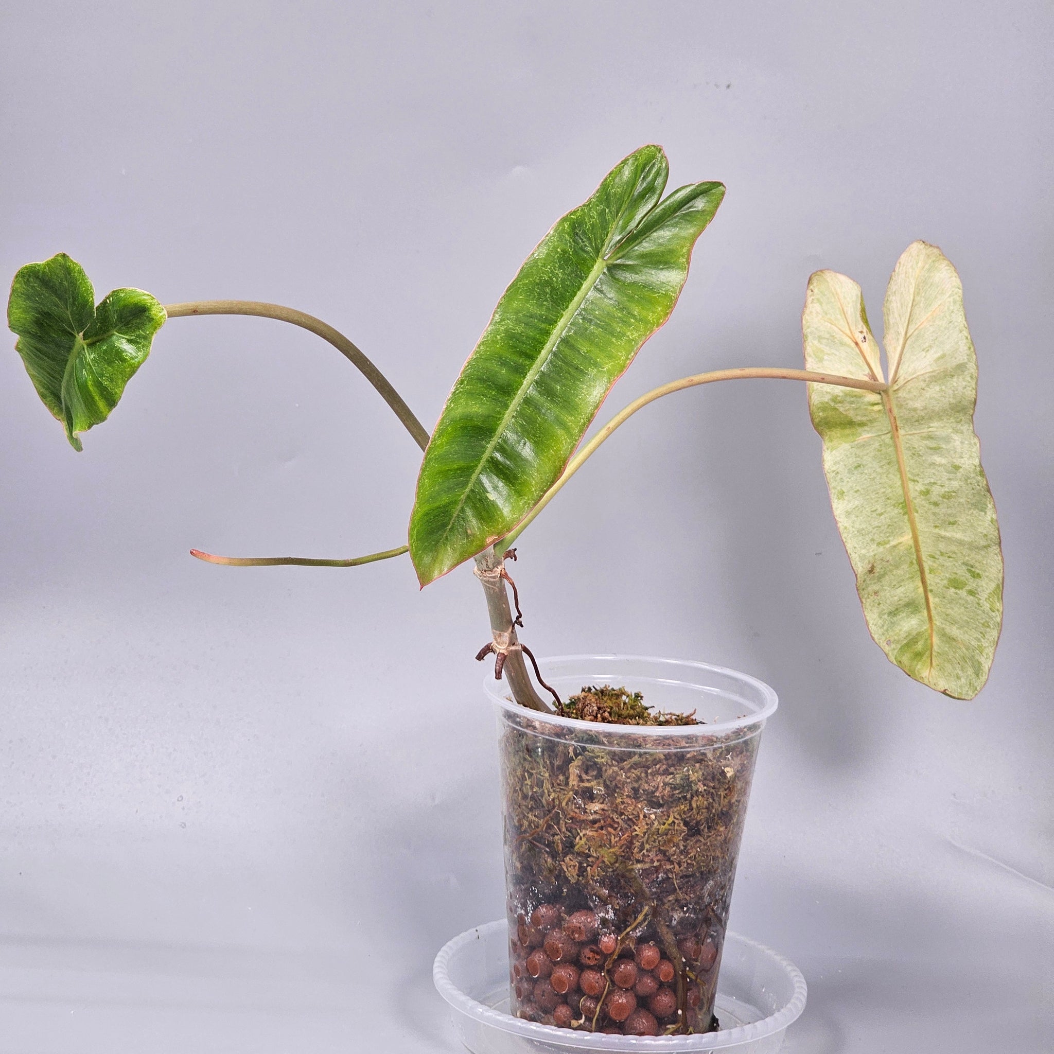 Philodendron paraiso verde