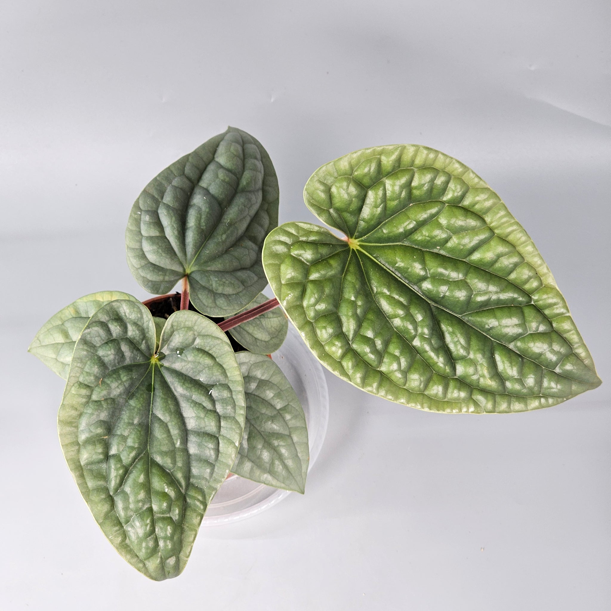 Anthurium Luxurians 1