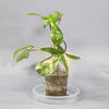 Philodendron florida beauty