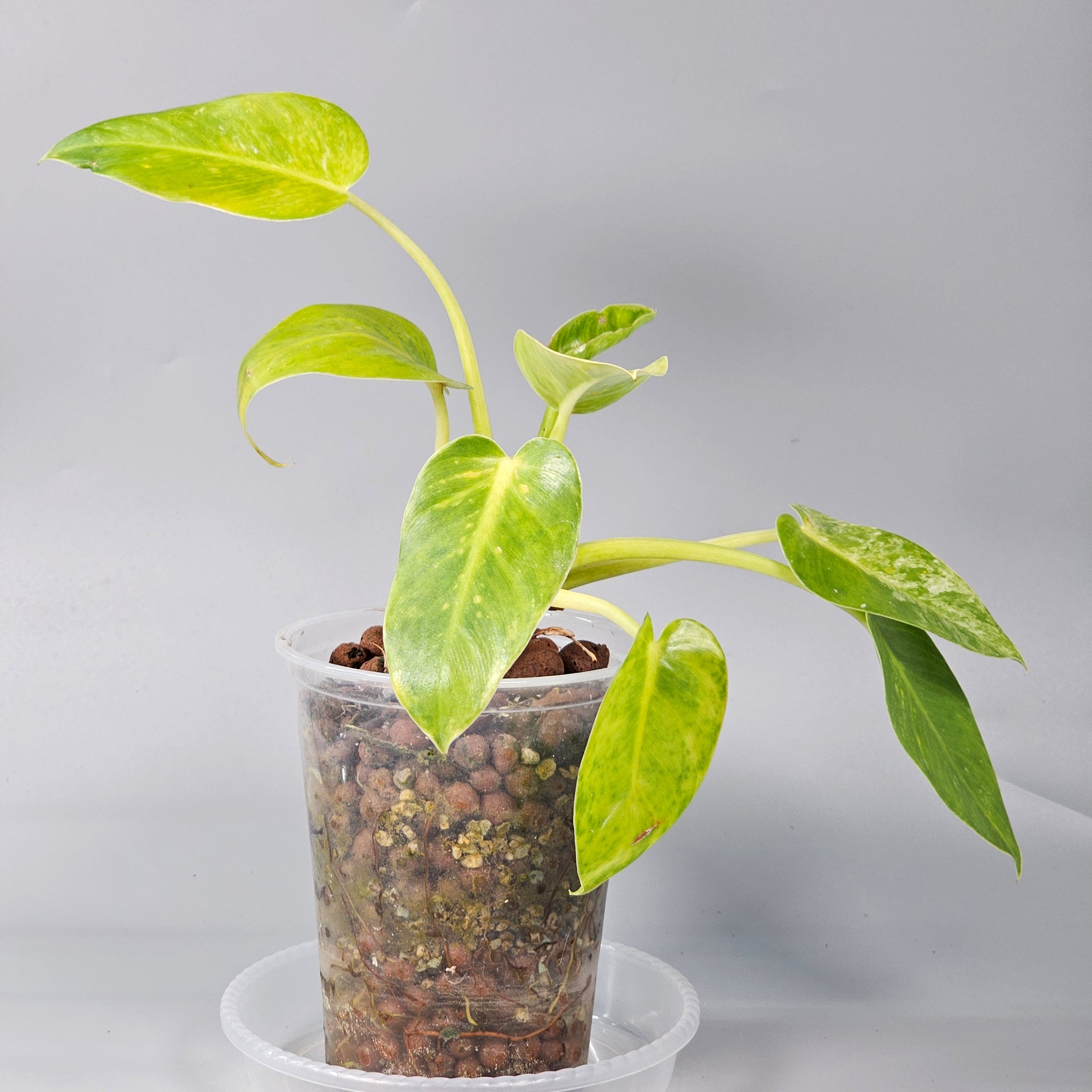 Philodendron Giganteum light variegation 1