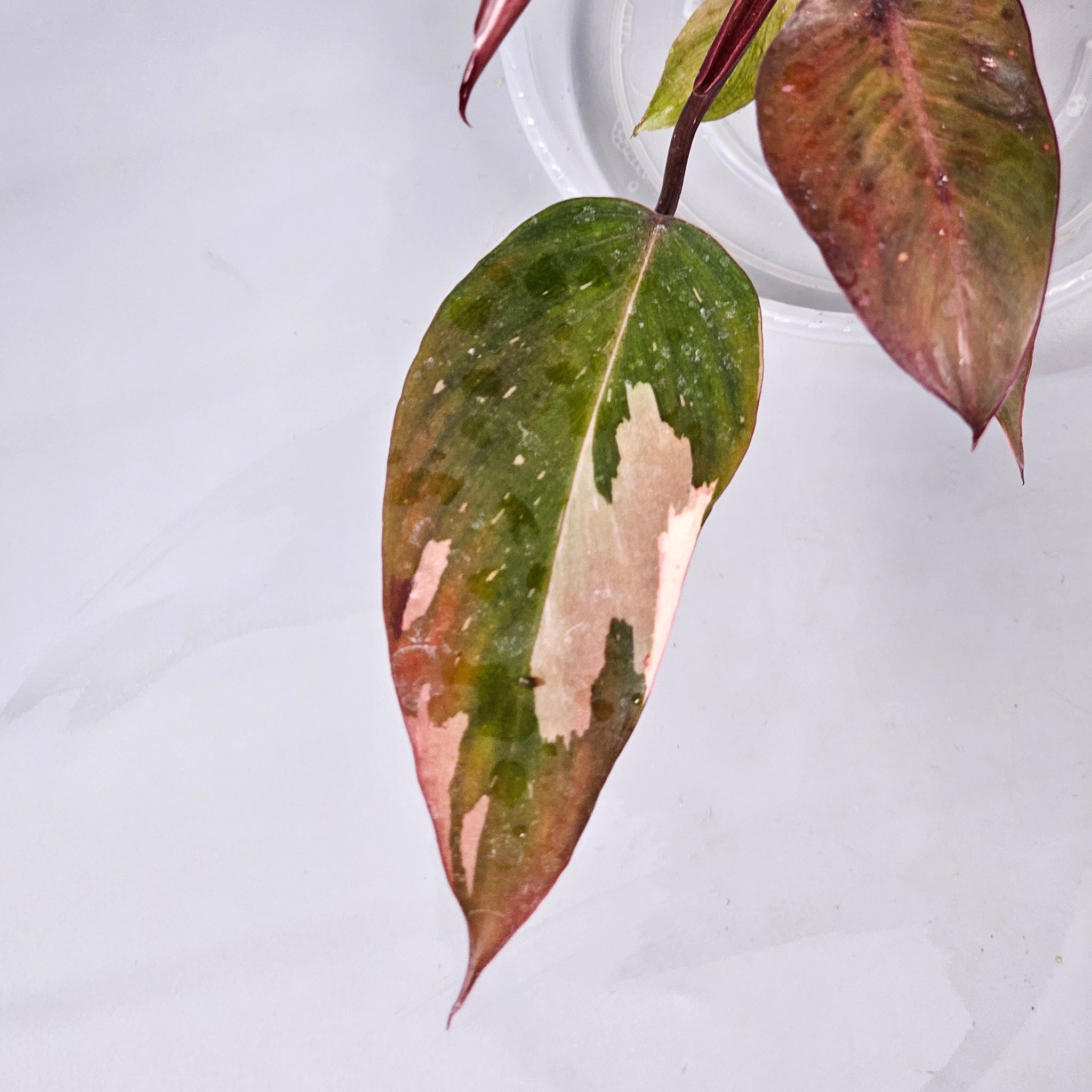 Philodendron Pink Princess L