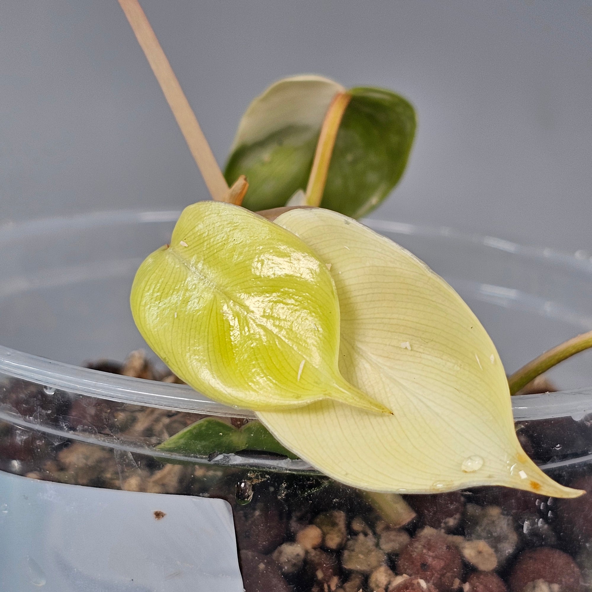 Philodendron Florida Beauty
