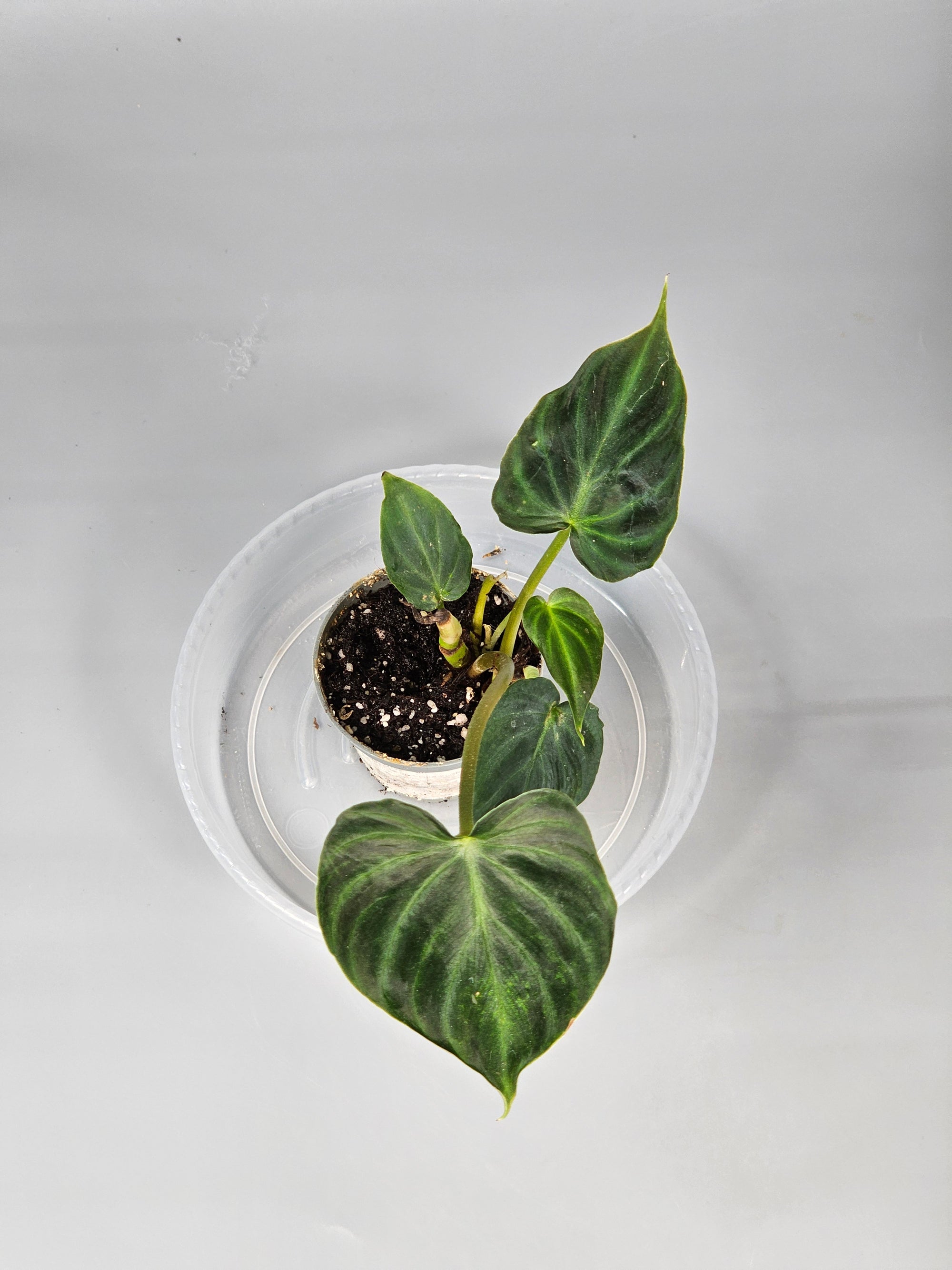 Philodendron Verrucosum - D | Rare Houseplants