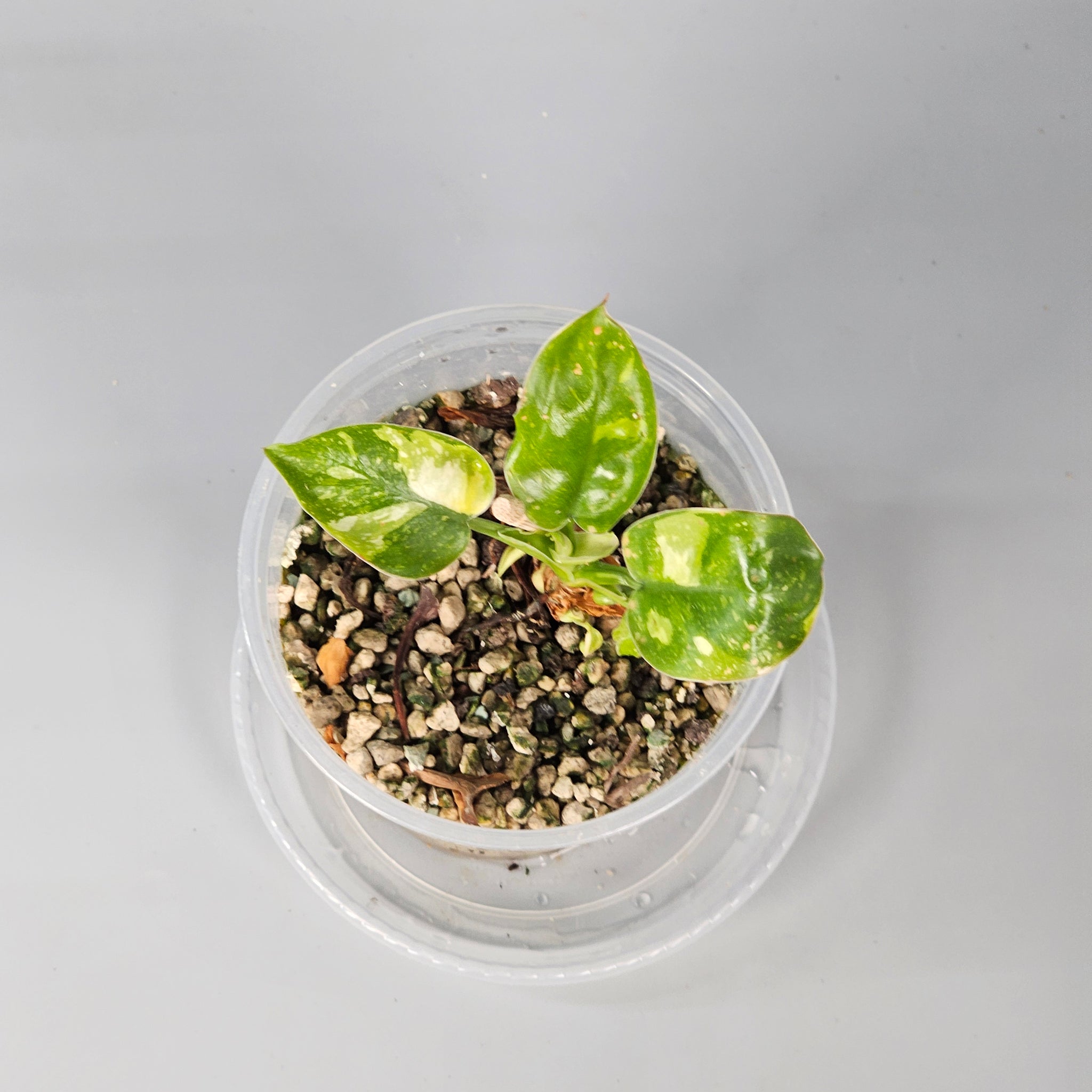 Philodendron Green Congo variegated