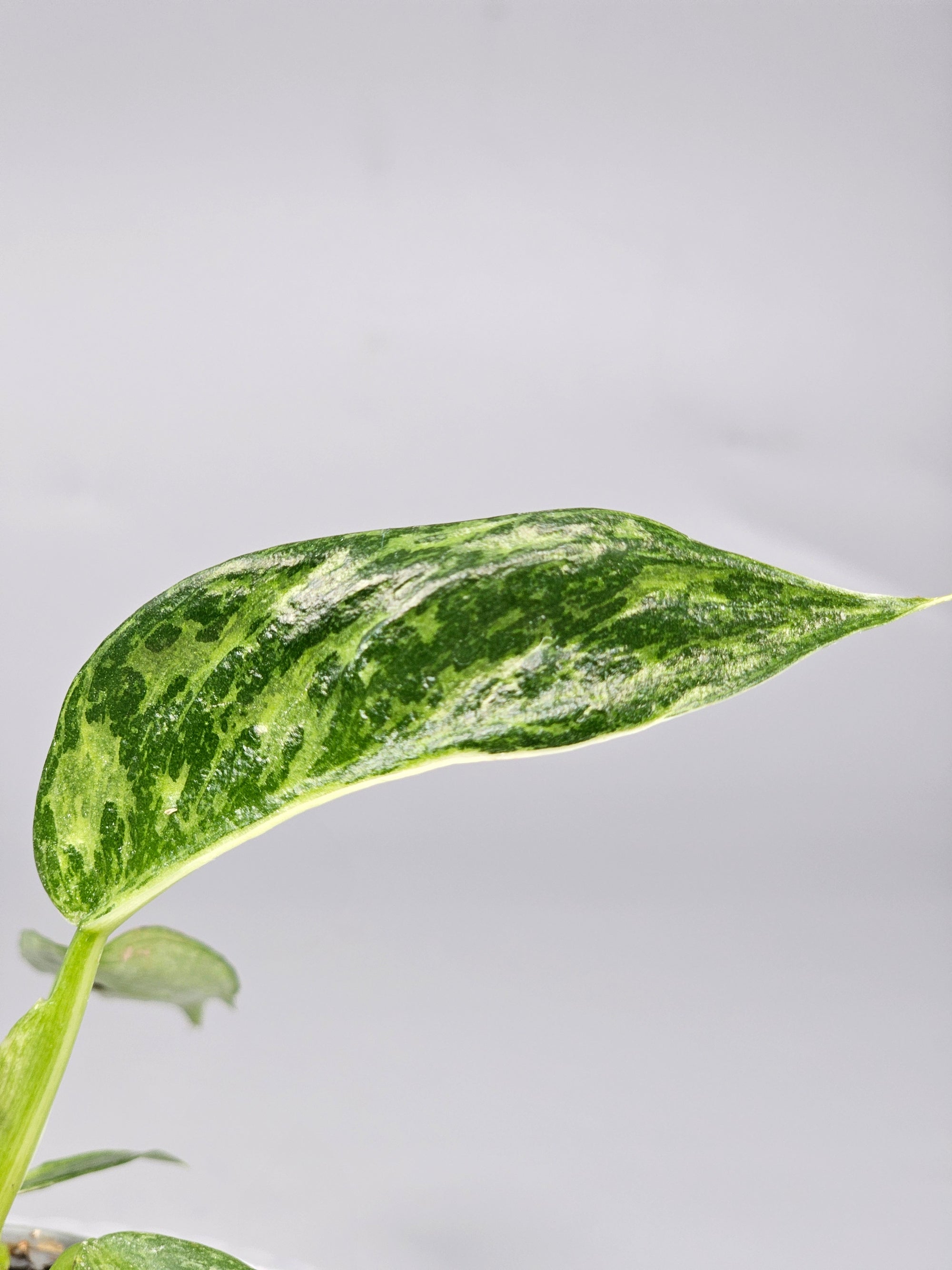 Philodendron 'jose Buono' - A | Rare Houseplants