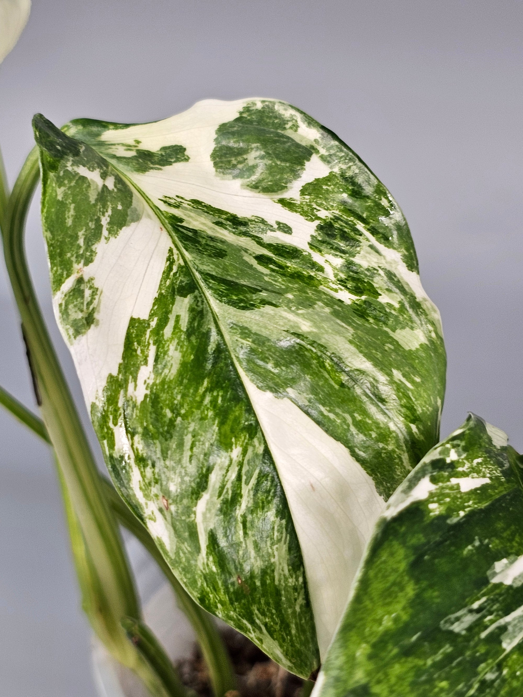 Monstera Lechleriana Variegated - D | Rare Houseplants