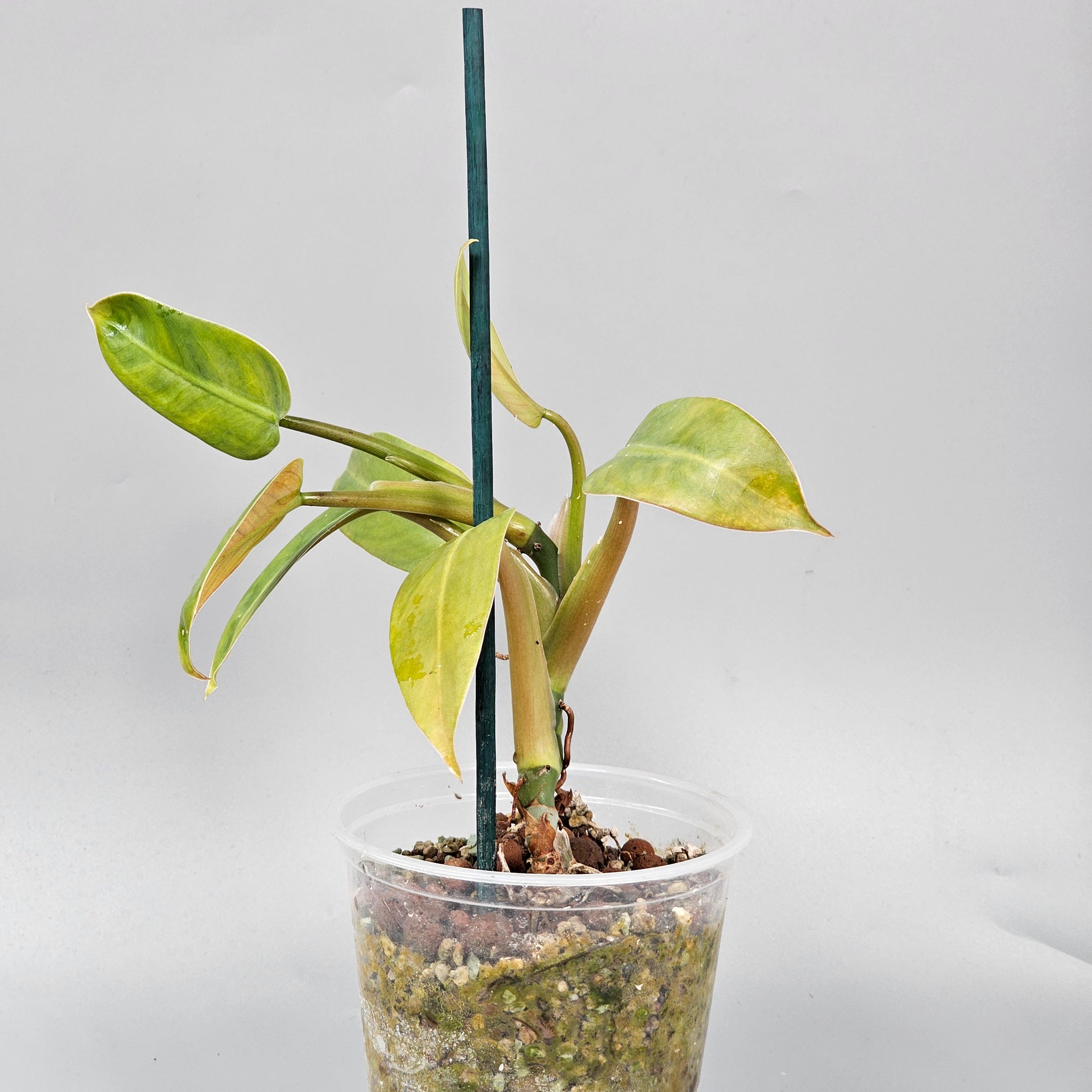 Philodendron Domesticum