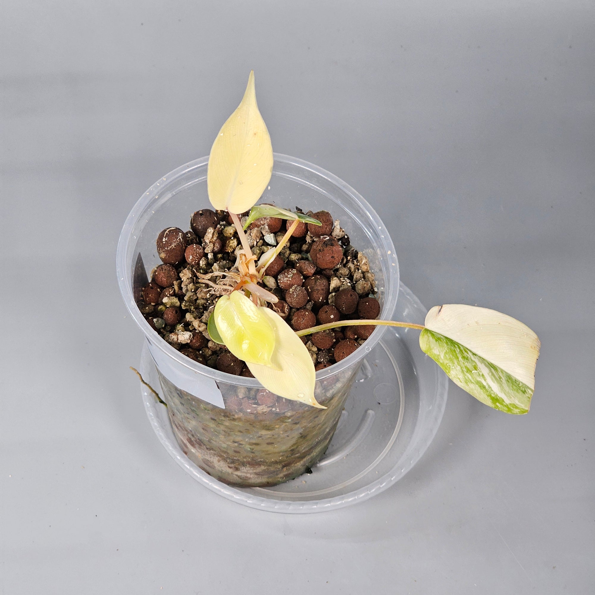 Philodendron Florida Beauty