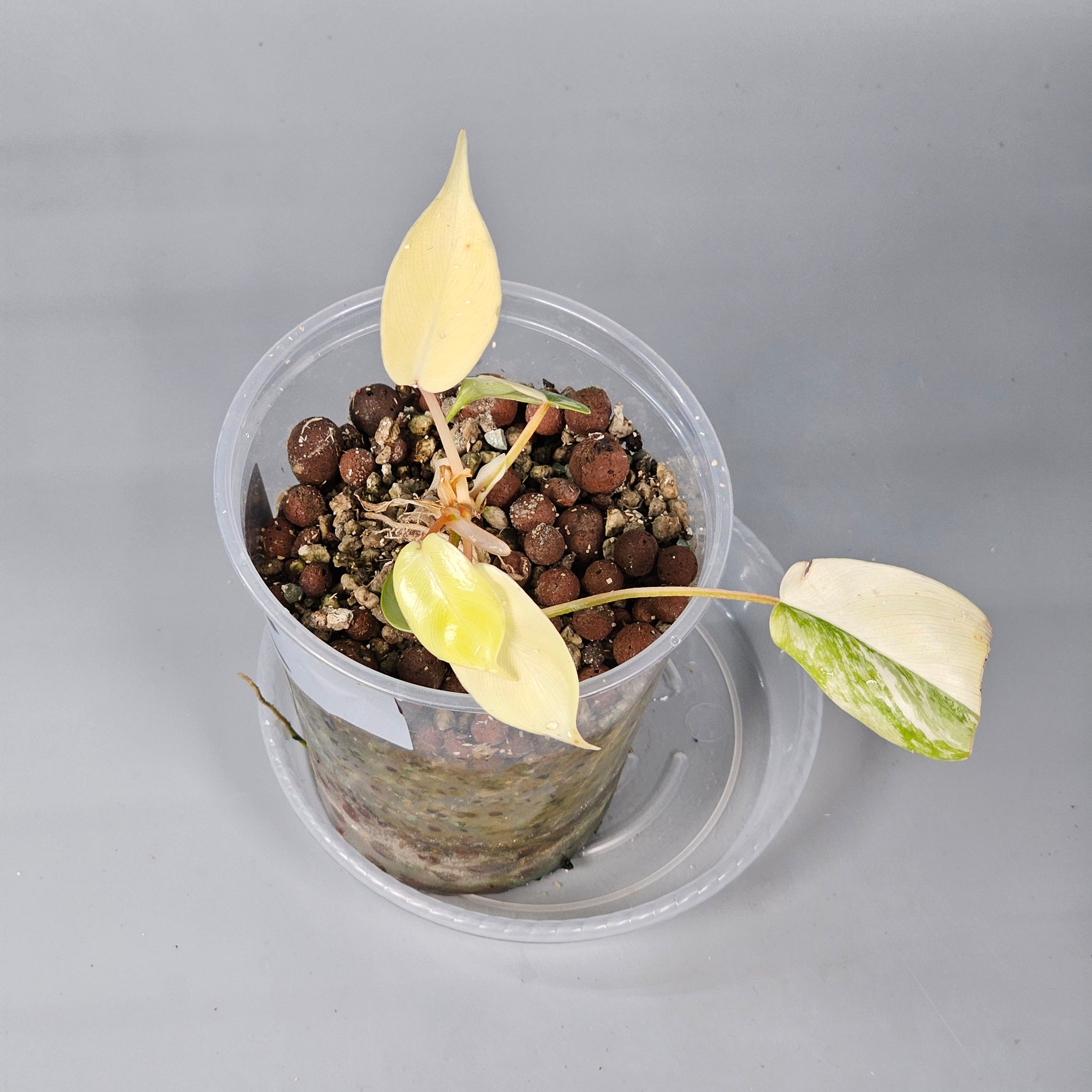 Philodendron Florida Beauty