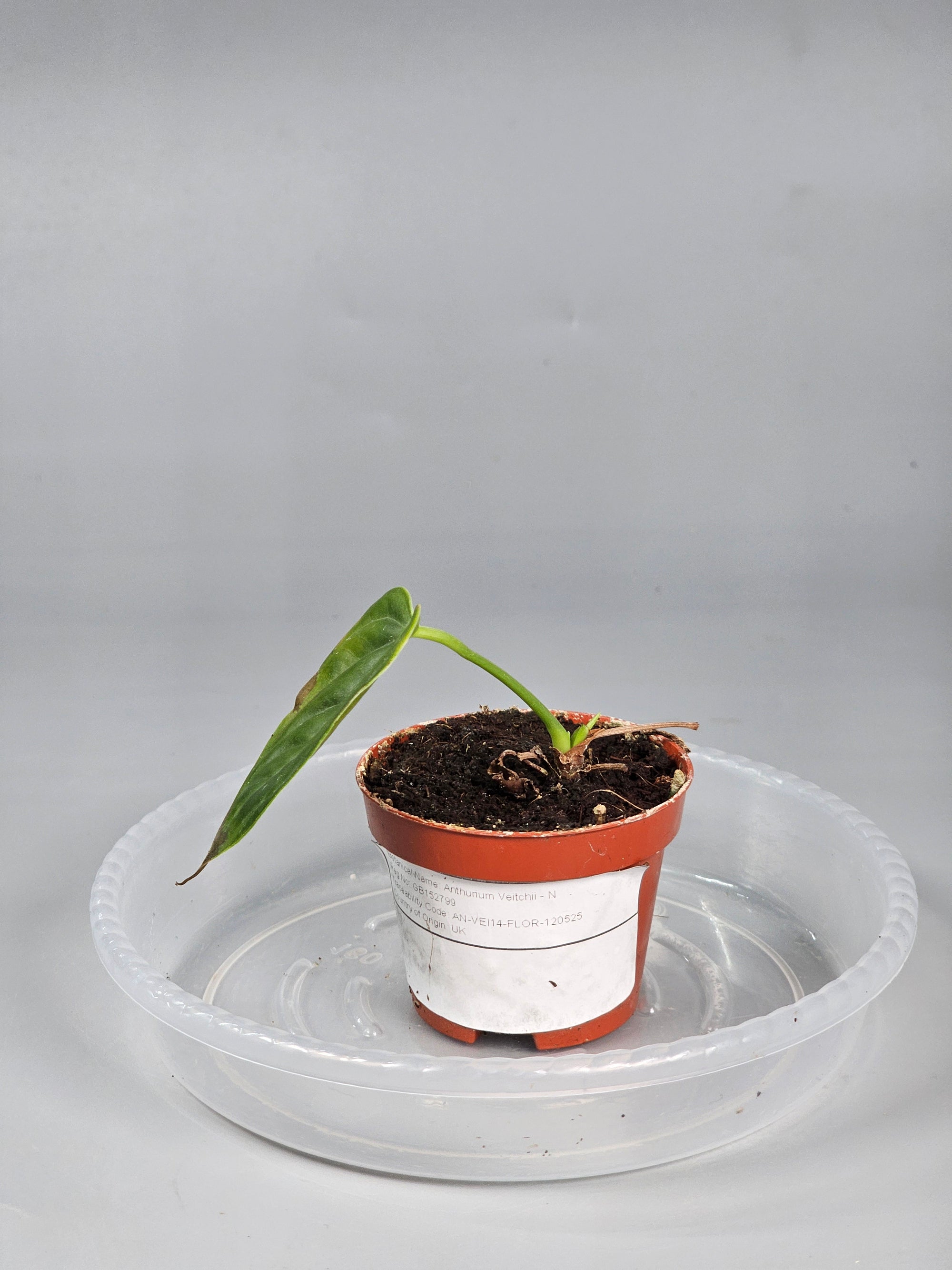 Anthurium Veitchii - N | Rare Houseplants