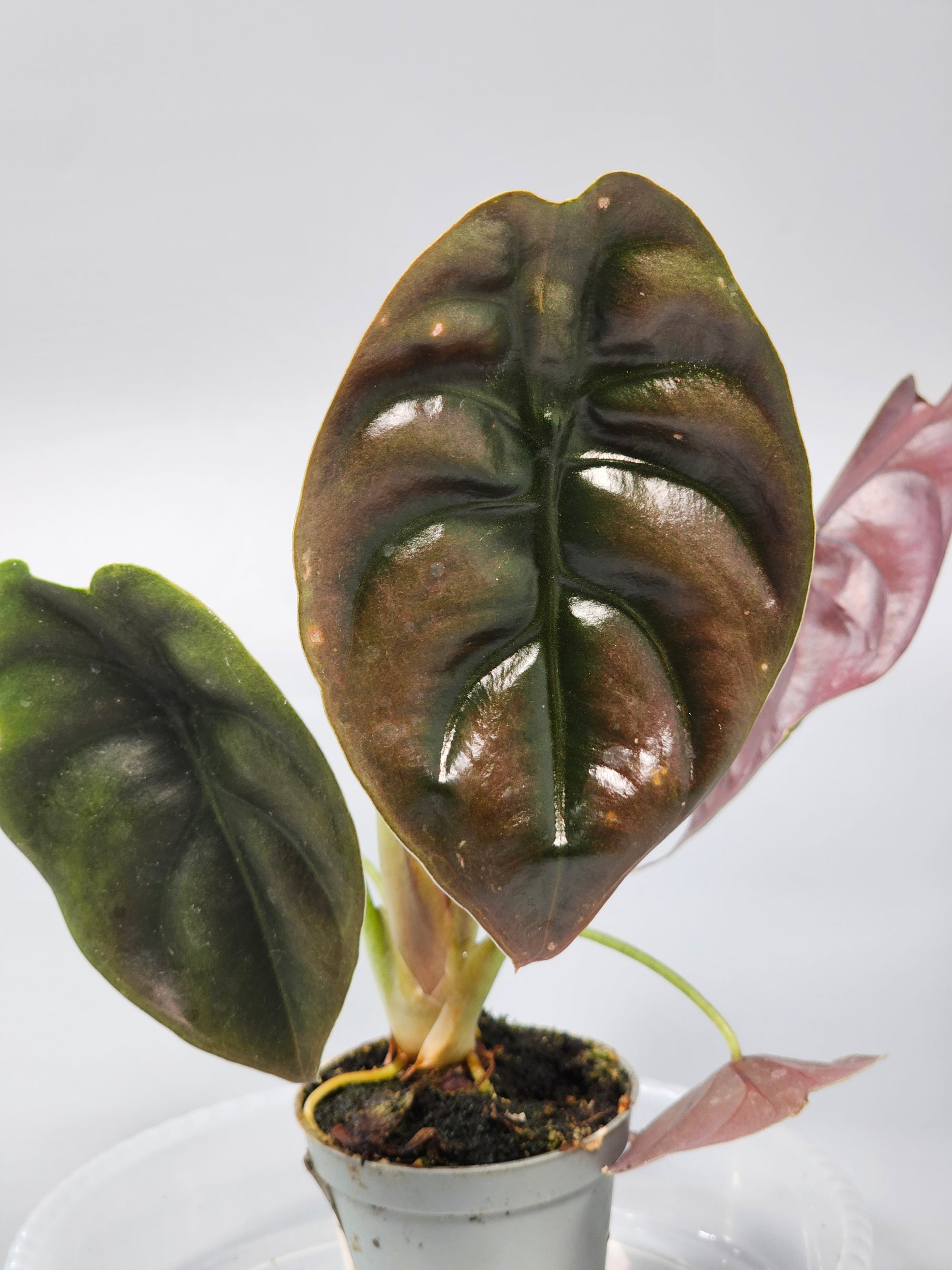Alocasia Cuprea 'red Secret' - I | Rare Houseplants