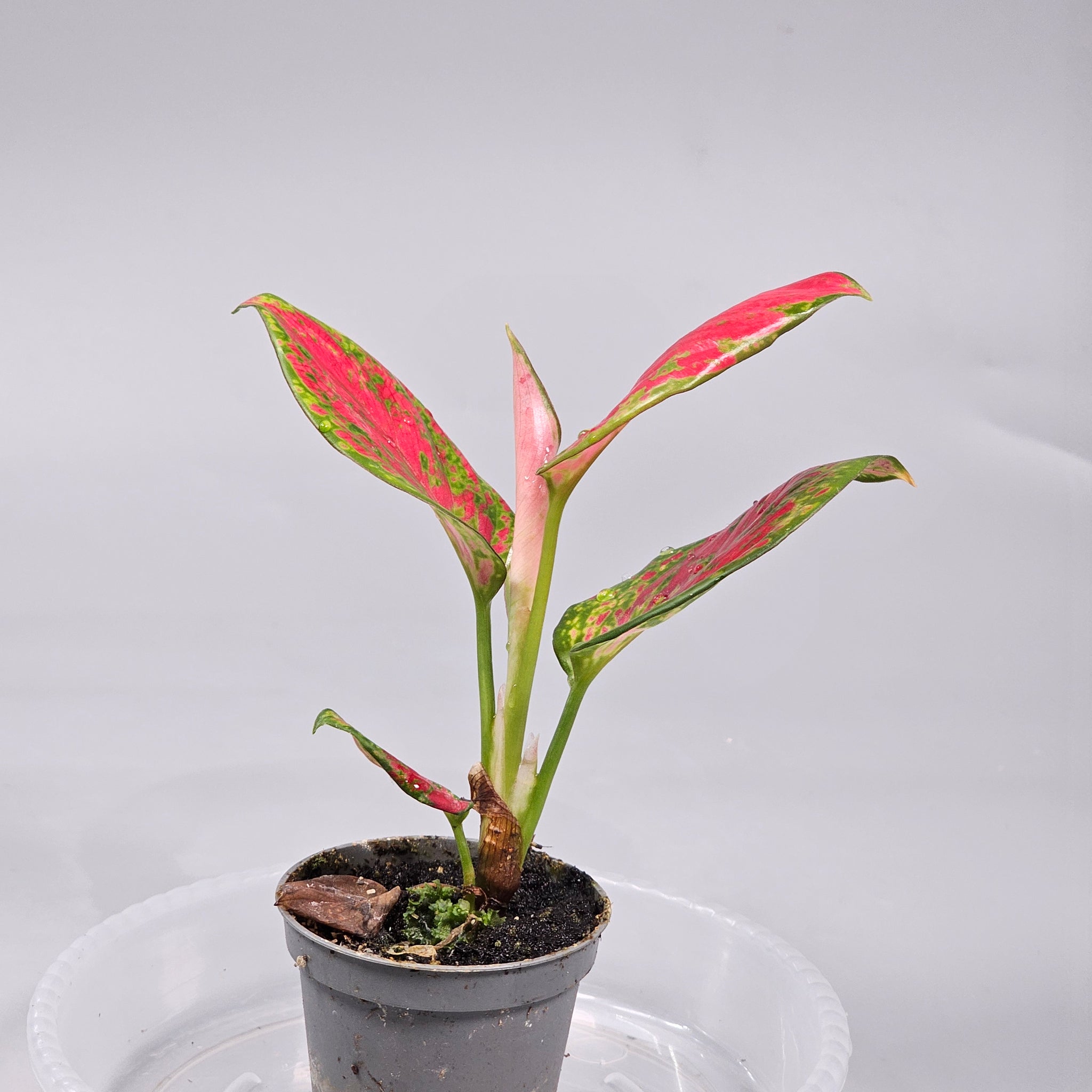 Aglaonema Red Zircon
