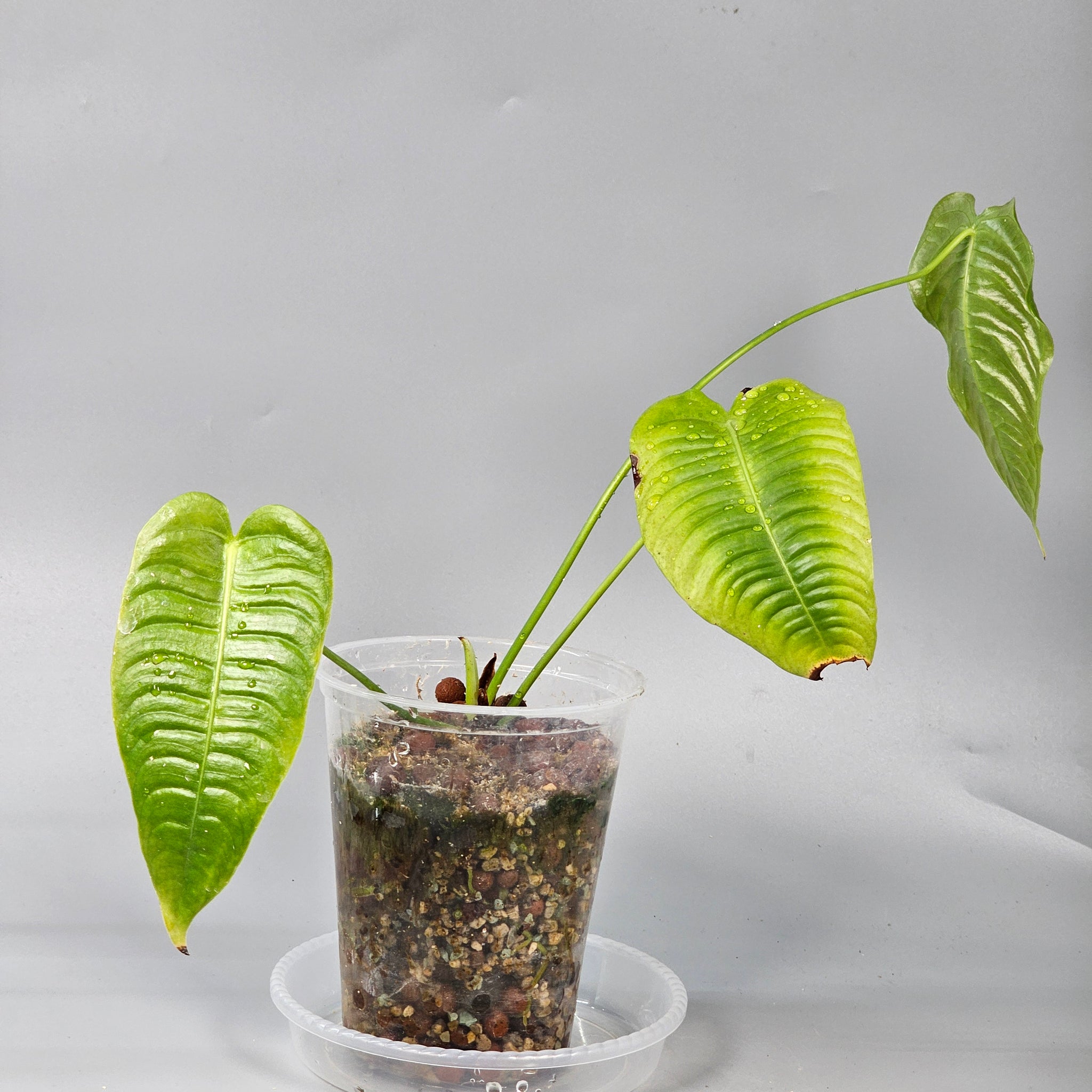 Anthurium Veitchii