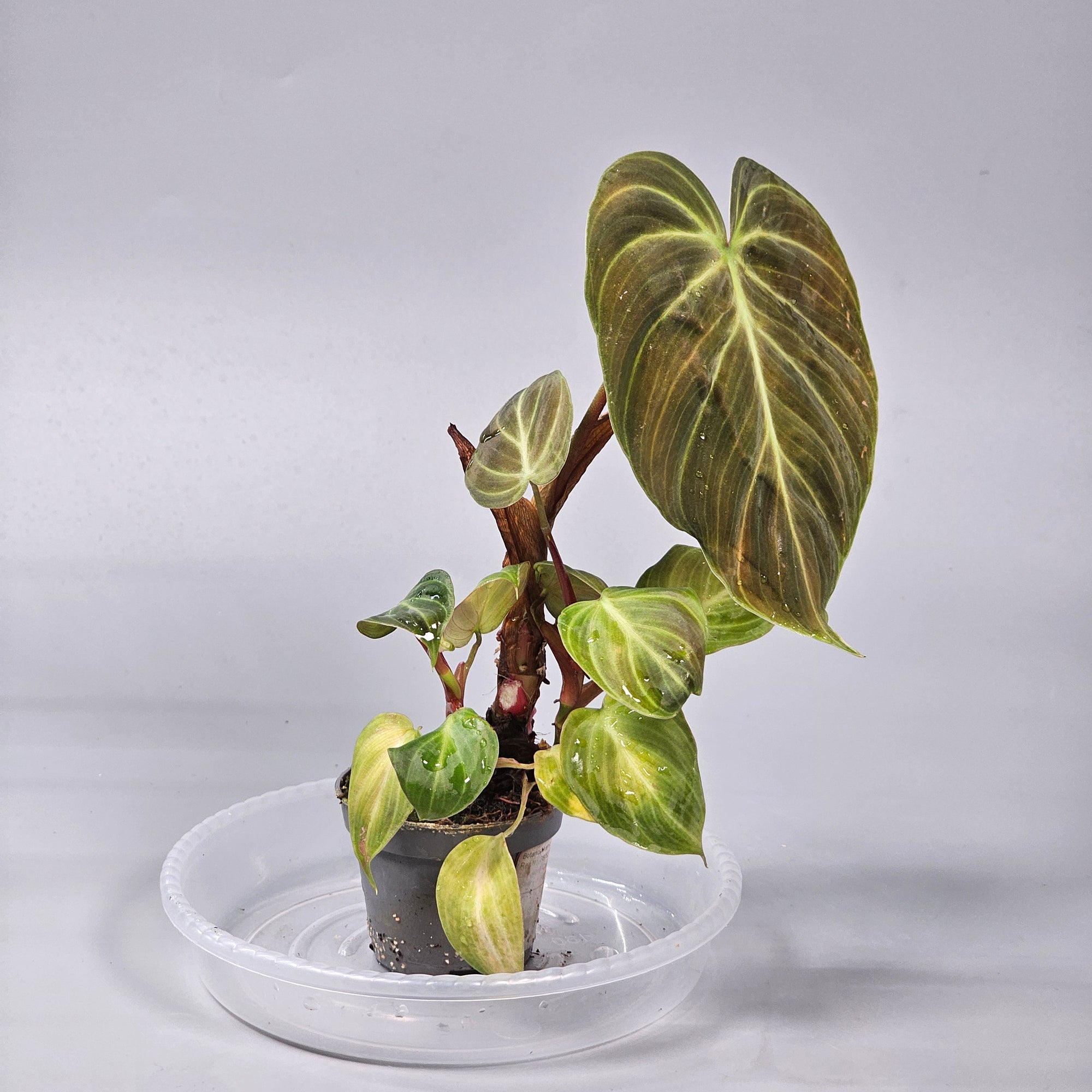 Philodendron El Choco Red