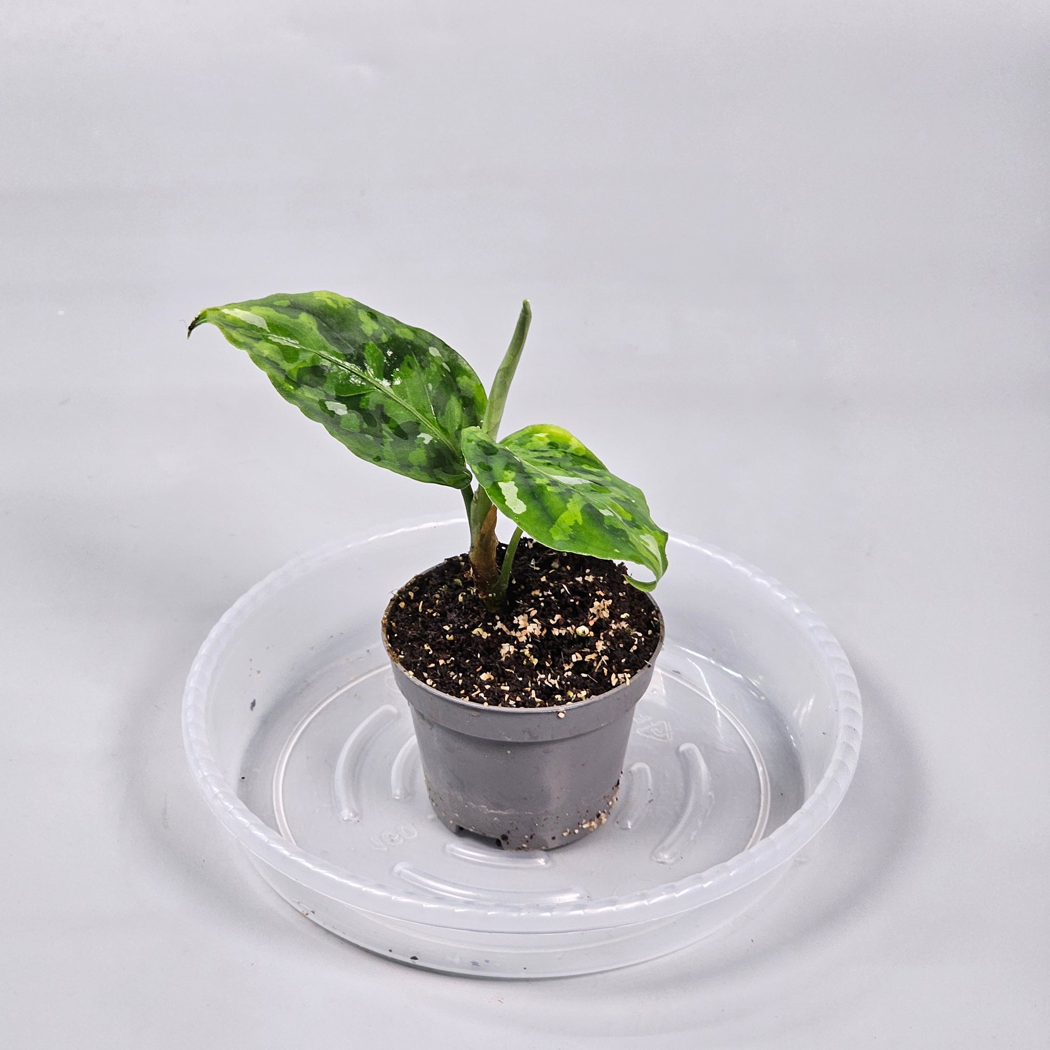 Aglaonema Pictum Tricolor