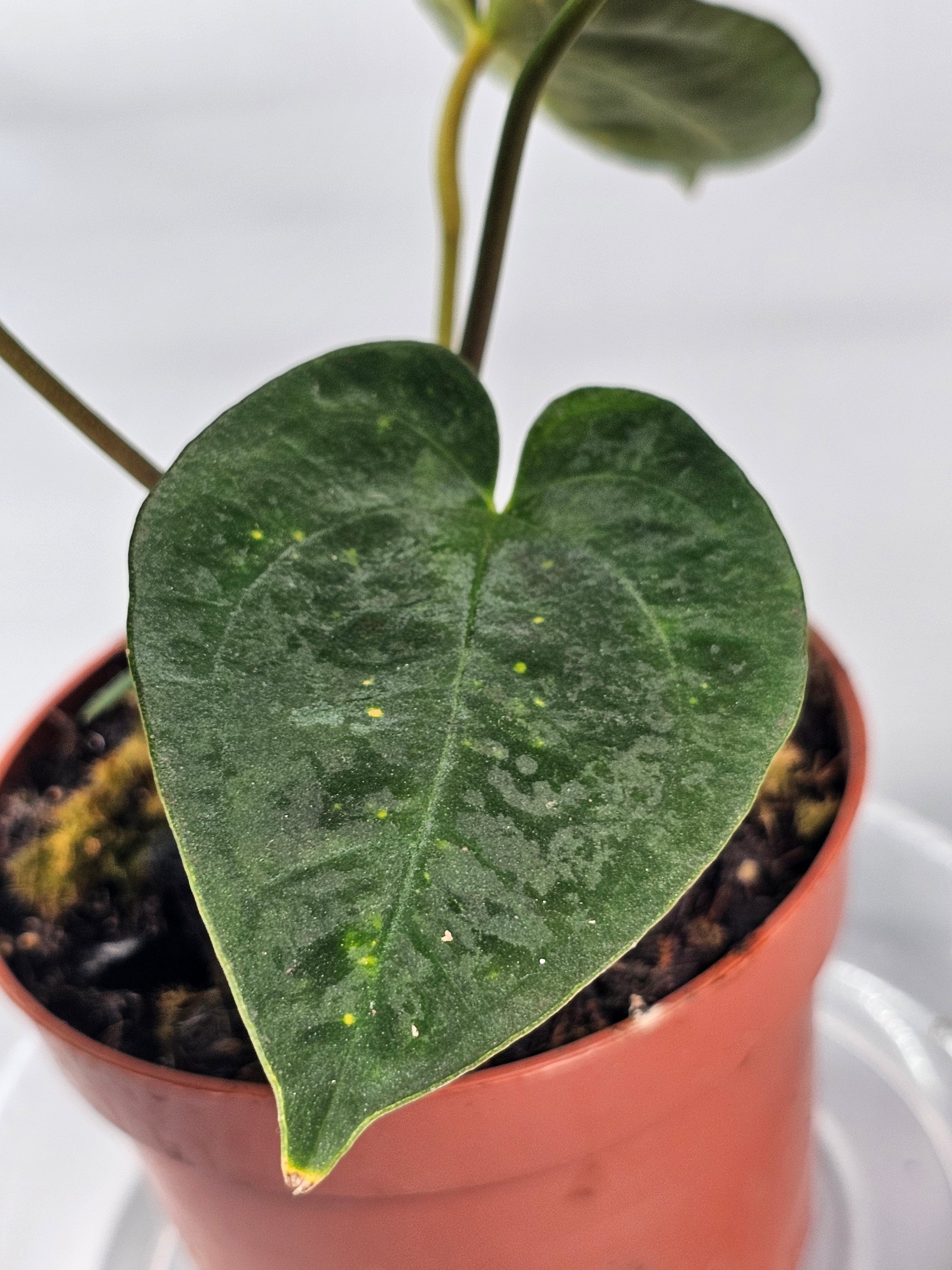 Anthurium Papillilaminum (p 10.5) - B | Rare Houseplants
