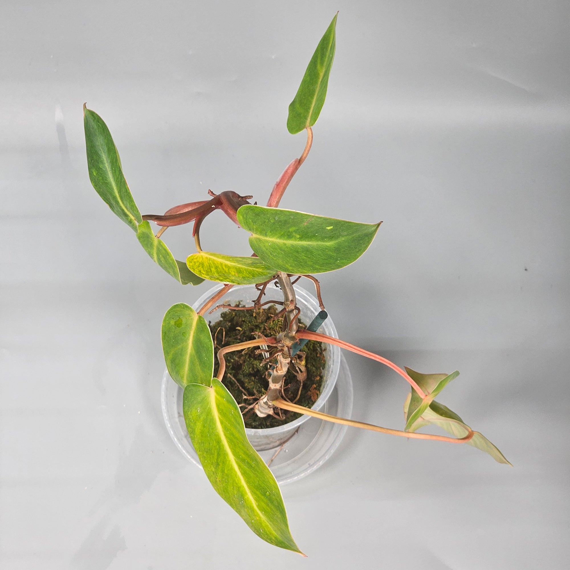 Philodendron Painted Lady