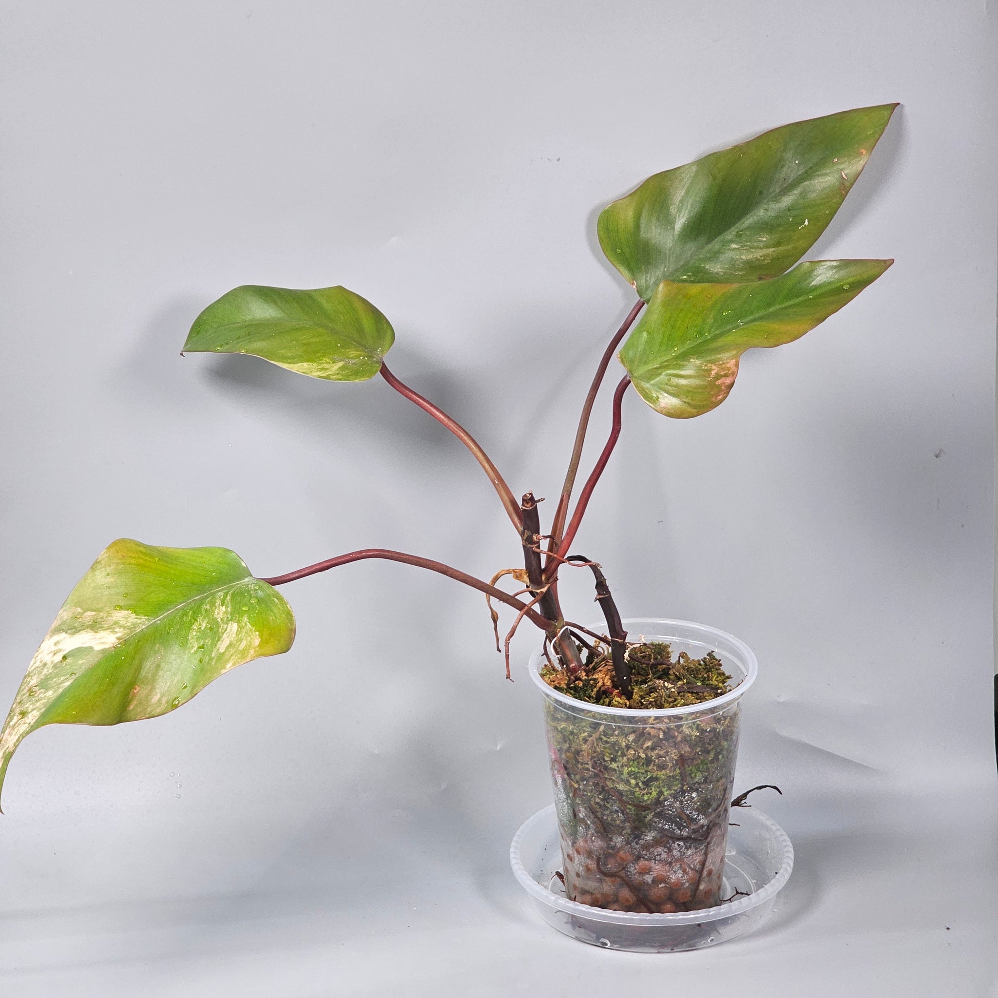 Philodendron Strawberry Shake