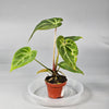 Anthurium Magnificum N
