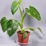 Philodendron Henry-Pittieri