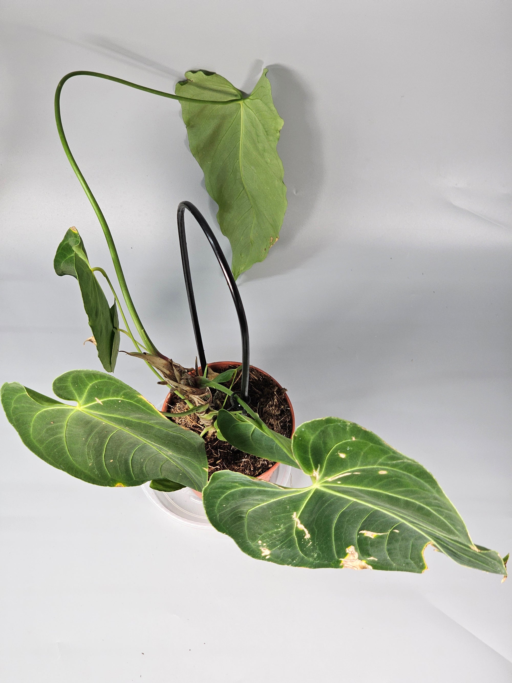 Anthurium Queremalense - D | Rare Houseplants
