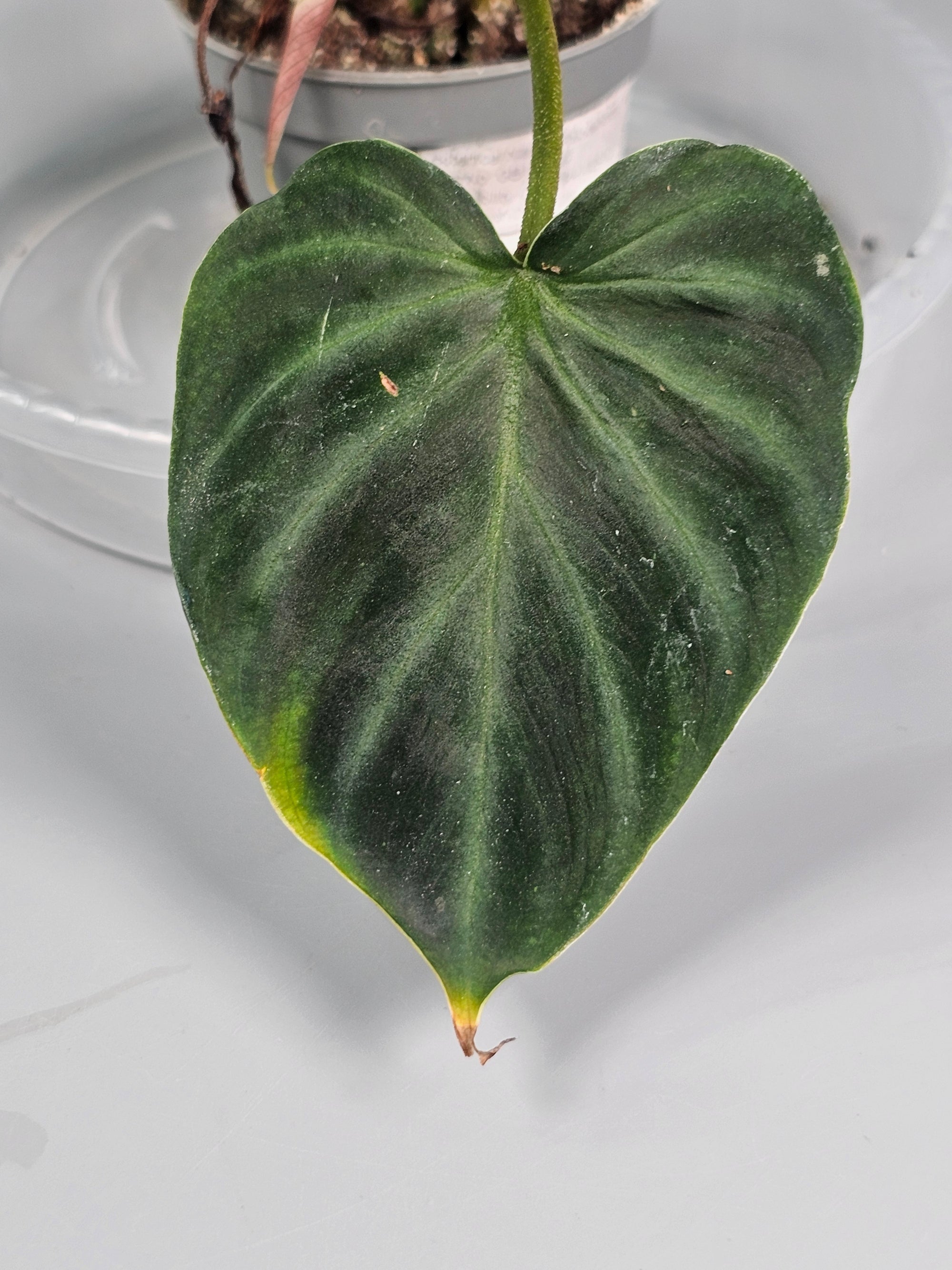 Philodendron Verrucosum - L | Rare Houseplants