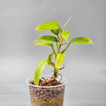 Philodendron Domesticum reverted 1