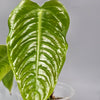 Anthurium Veitchii