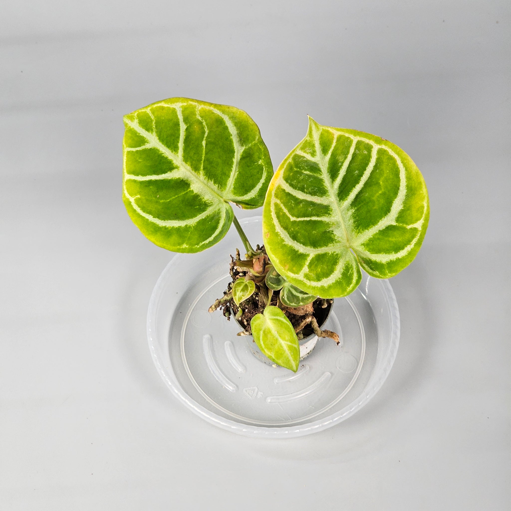 Anthurium Crystallinum Dorayaki D
