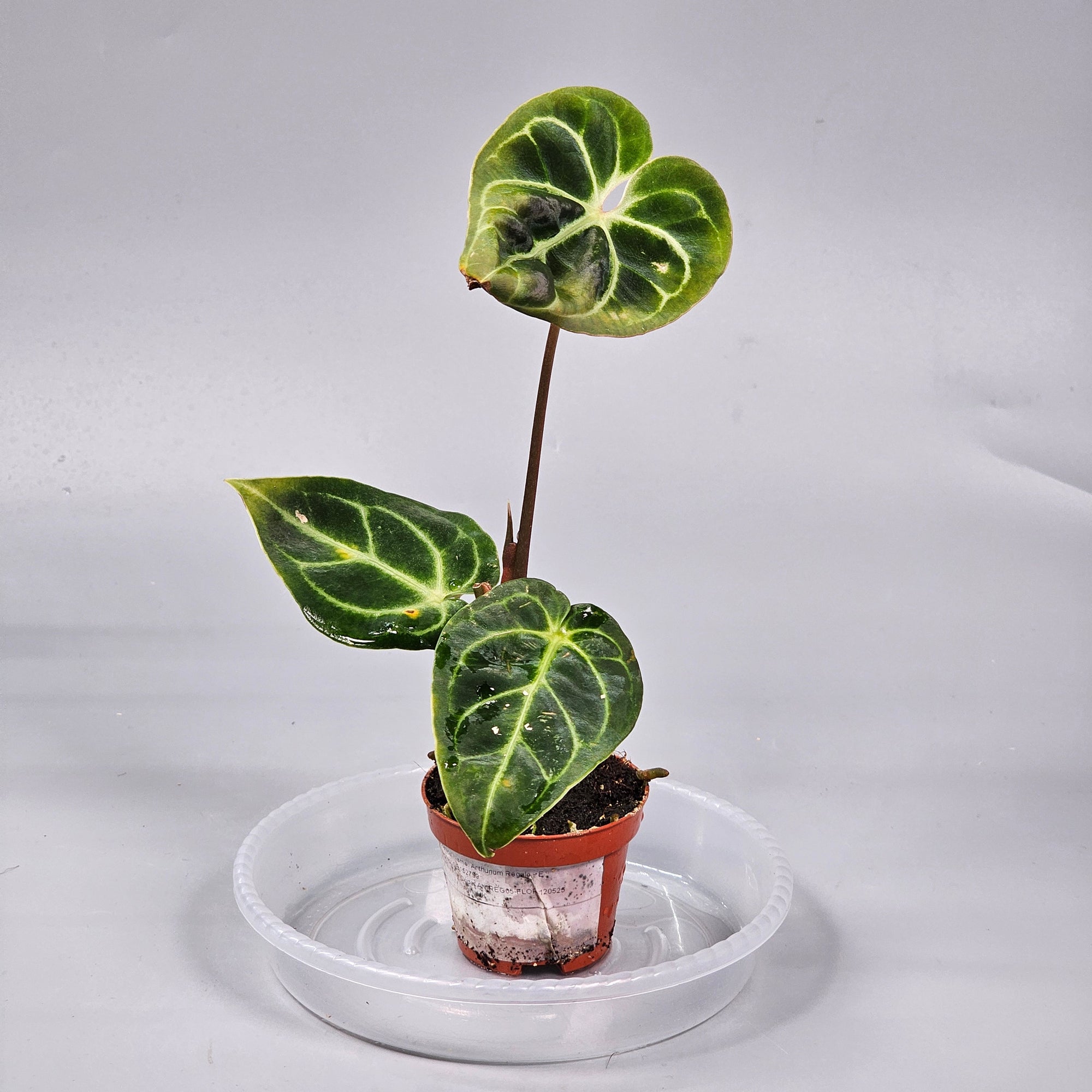 Anthurium Regale E