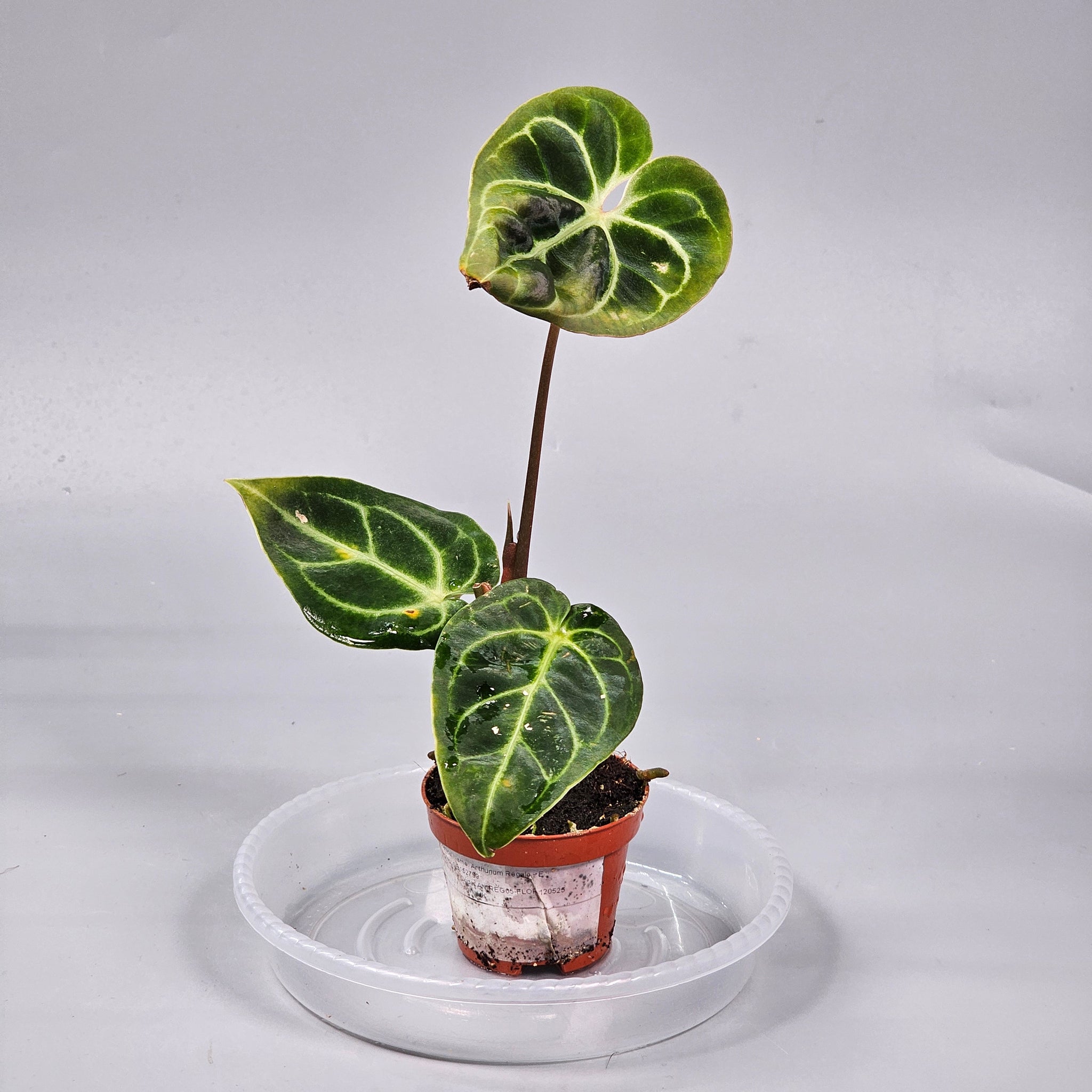 Anthurium Regale E