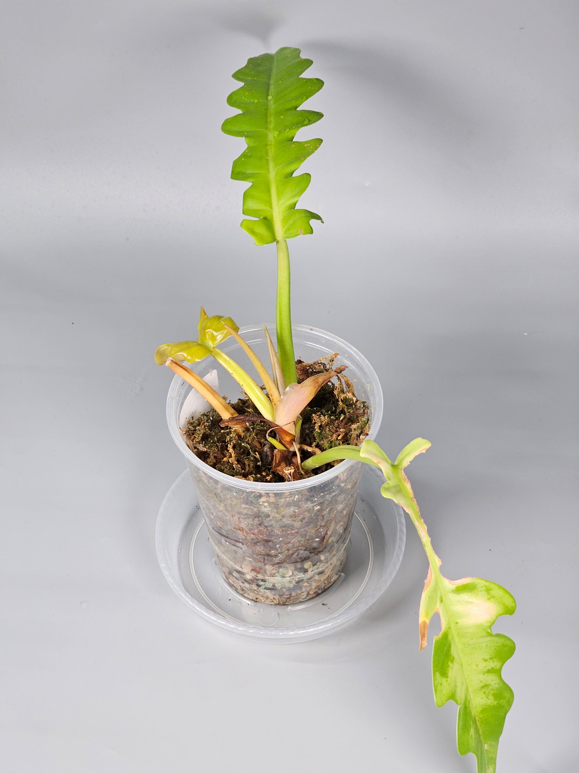Philodendron Golden Crocodile - B | Rare Houseplants