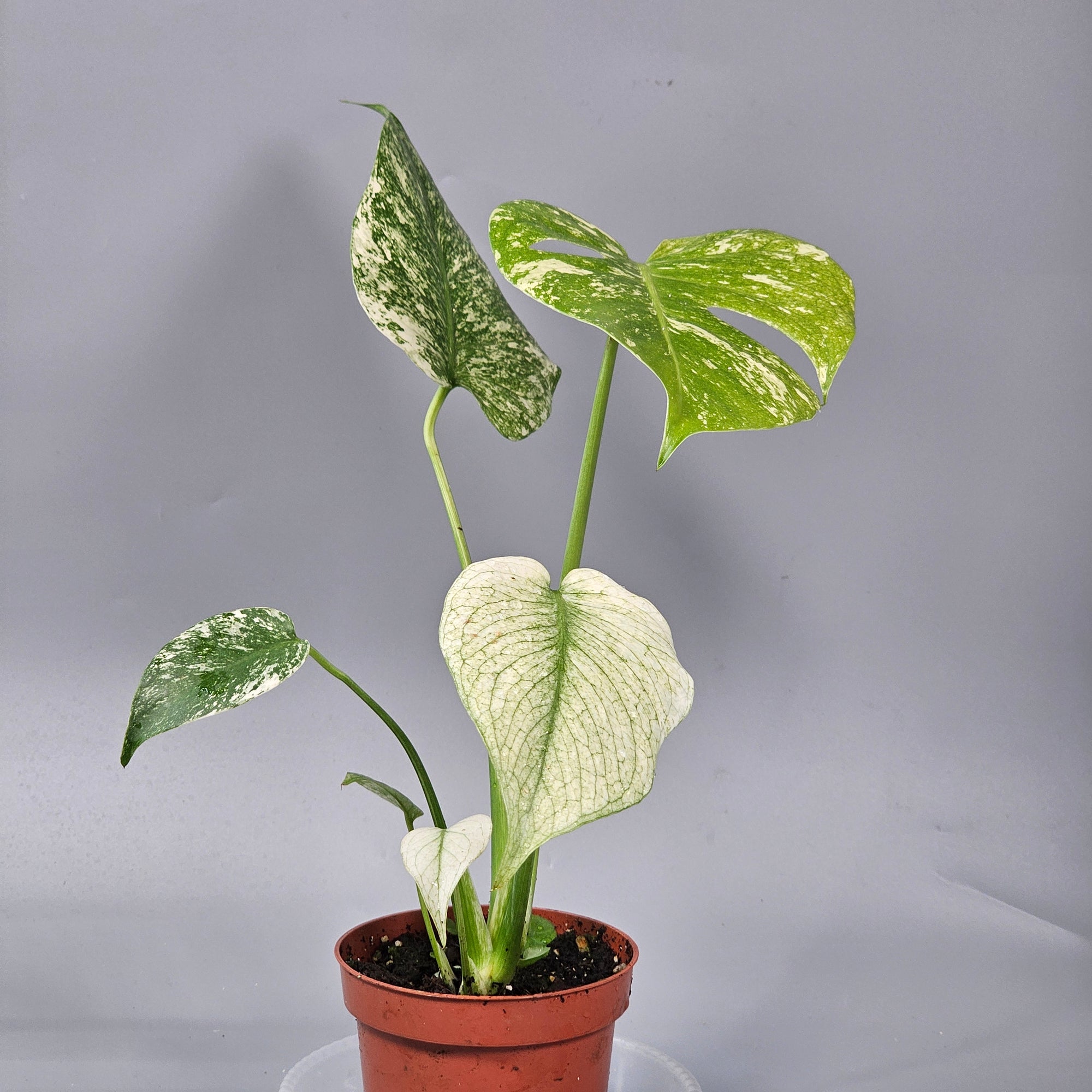Monstera Mint