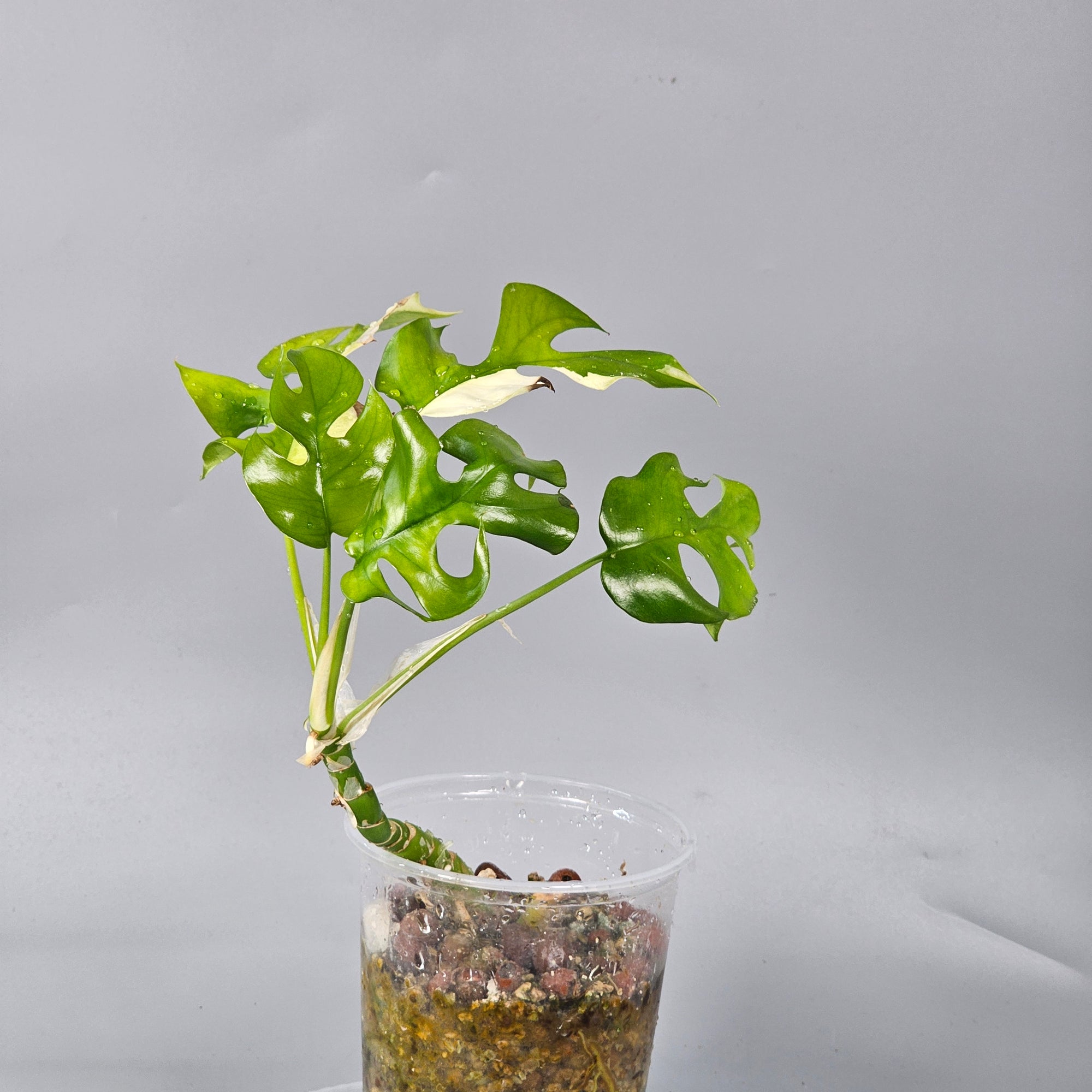 Rhapidaphora Tetrasperma variegated
