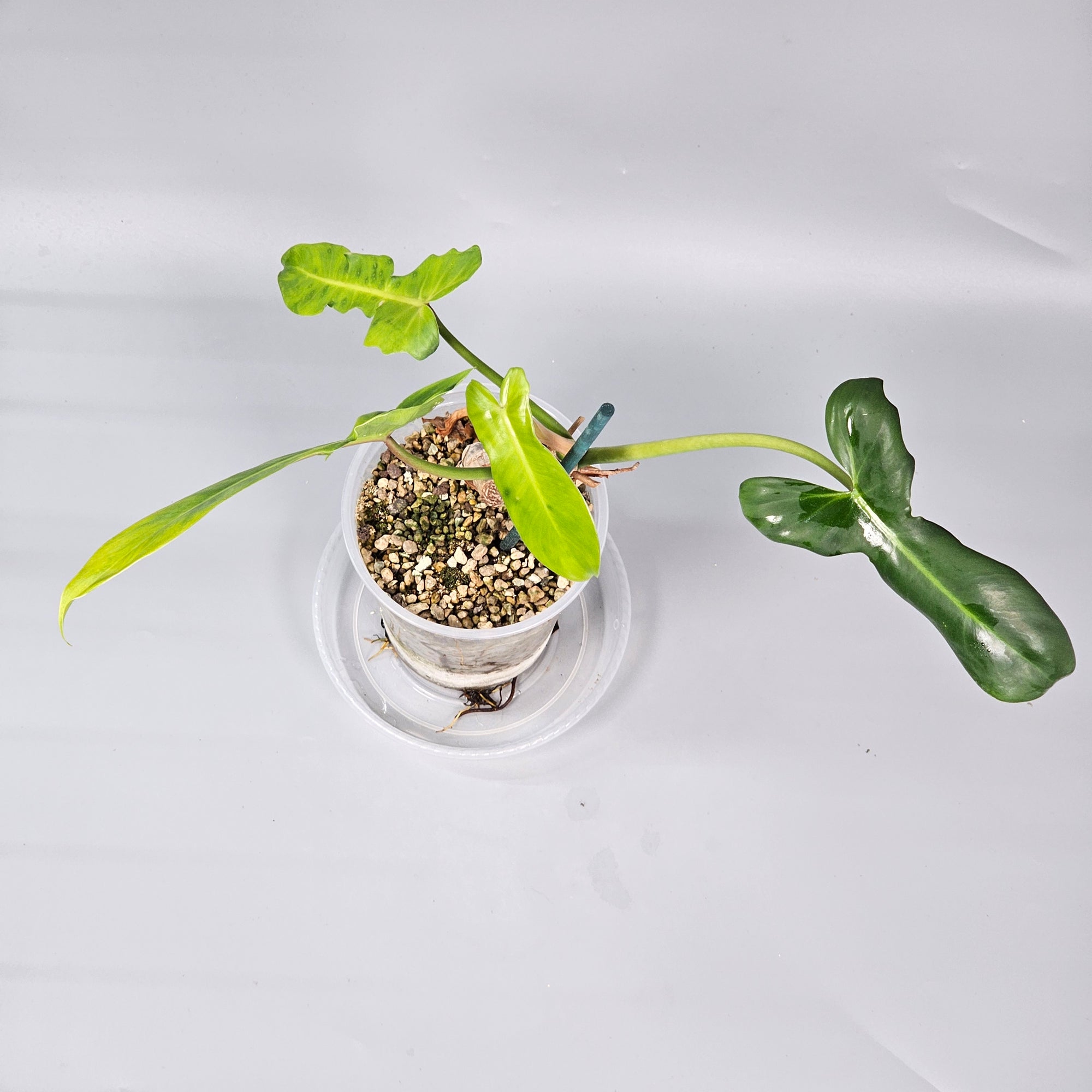 Philodendron Golden Dragon Reverted