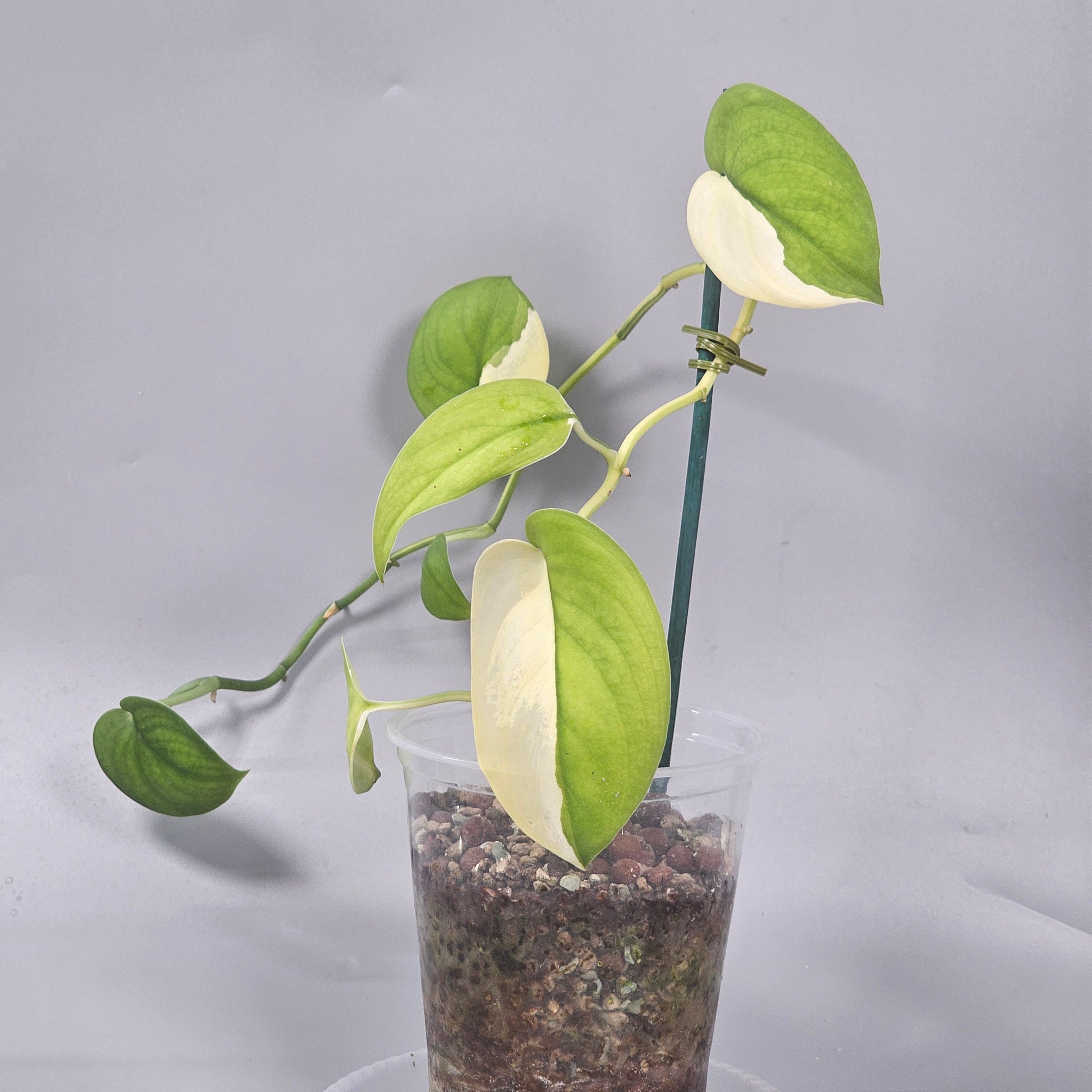 Scindapsus Jade Satin Variegated