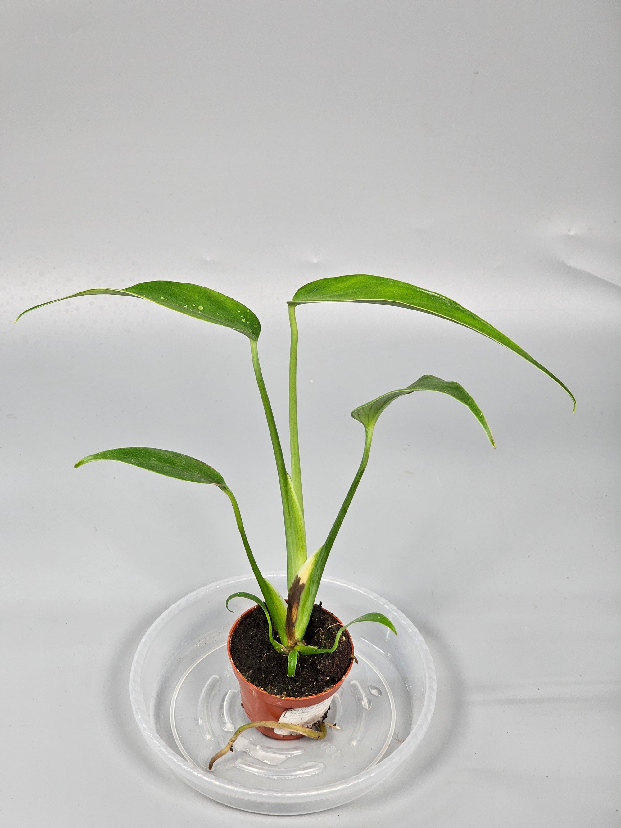 Monstera 'burle Marx Flame' - X | Rare Houseplants
